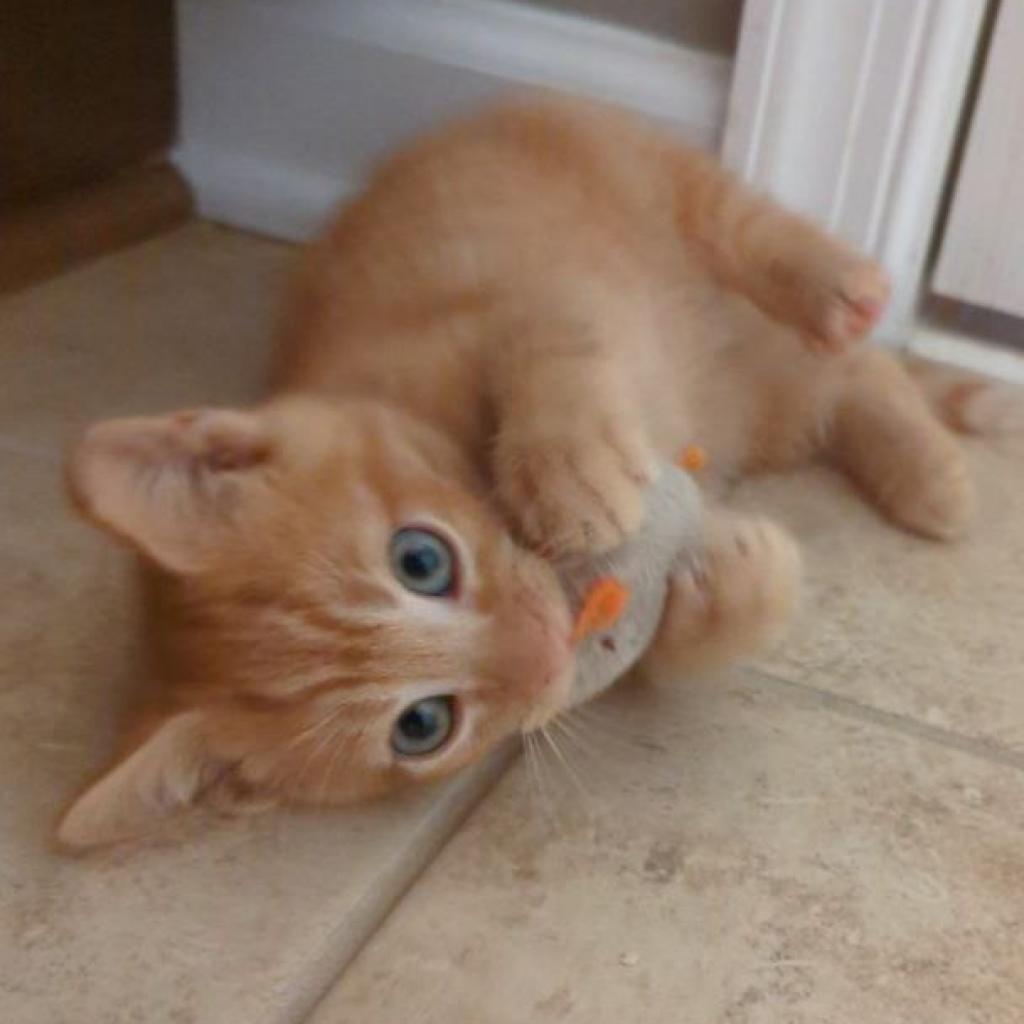 Miso, Adoptable, Adult Male Domestic Short Hair.