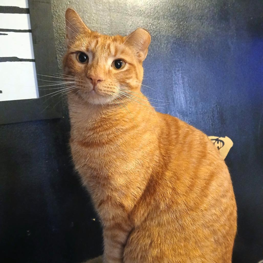 Enlarge Miso, a Adoptable Domestic Short Hair in Winchester, VA image 2/5