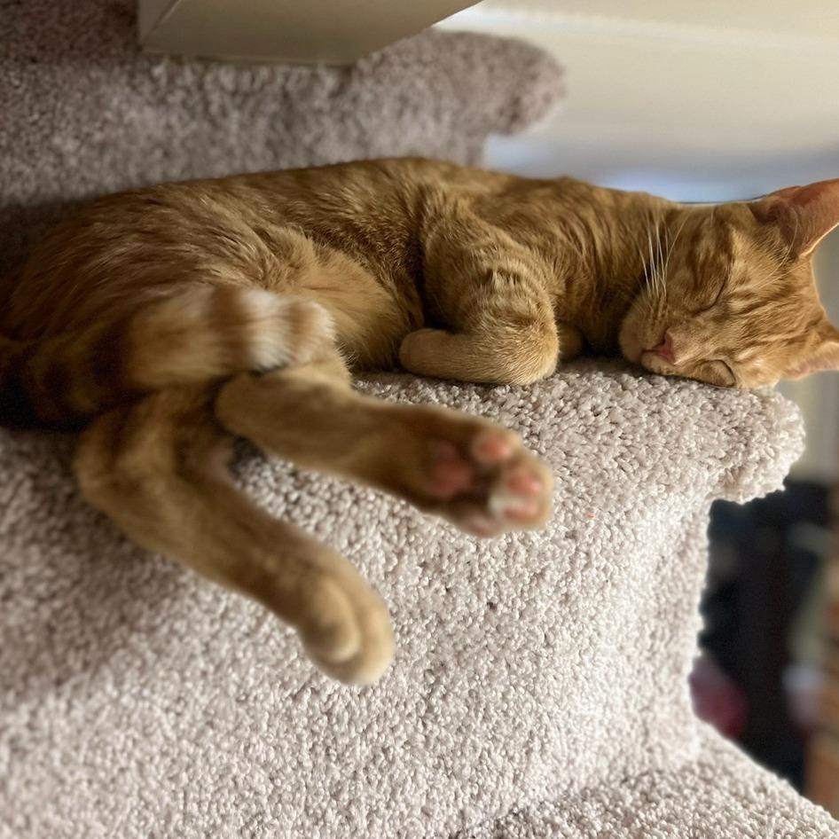 Enlarge Miso, a Adoptable Domestic Short Hair in Winchester, VA image 3/5