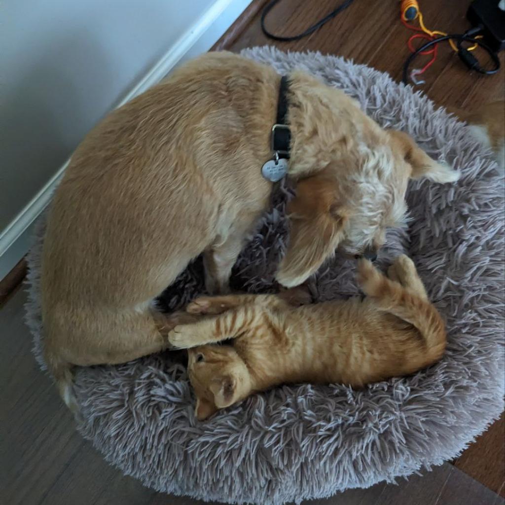 Enlarge Miso, a Adoptable Domestic Short Hair in Winchester, VA image 4/5