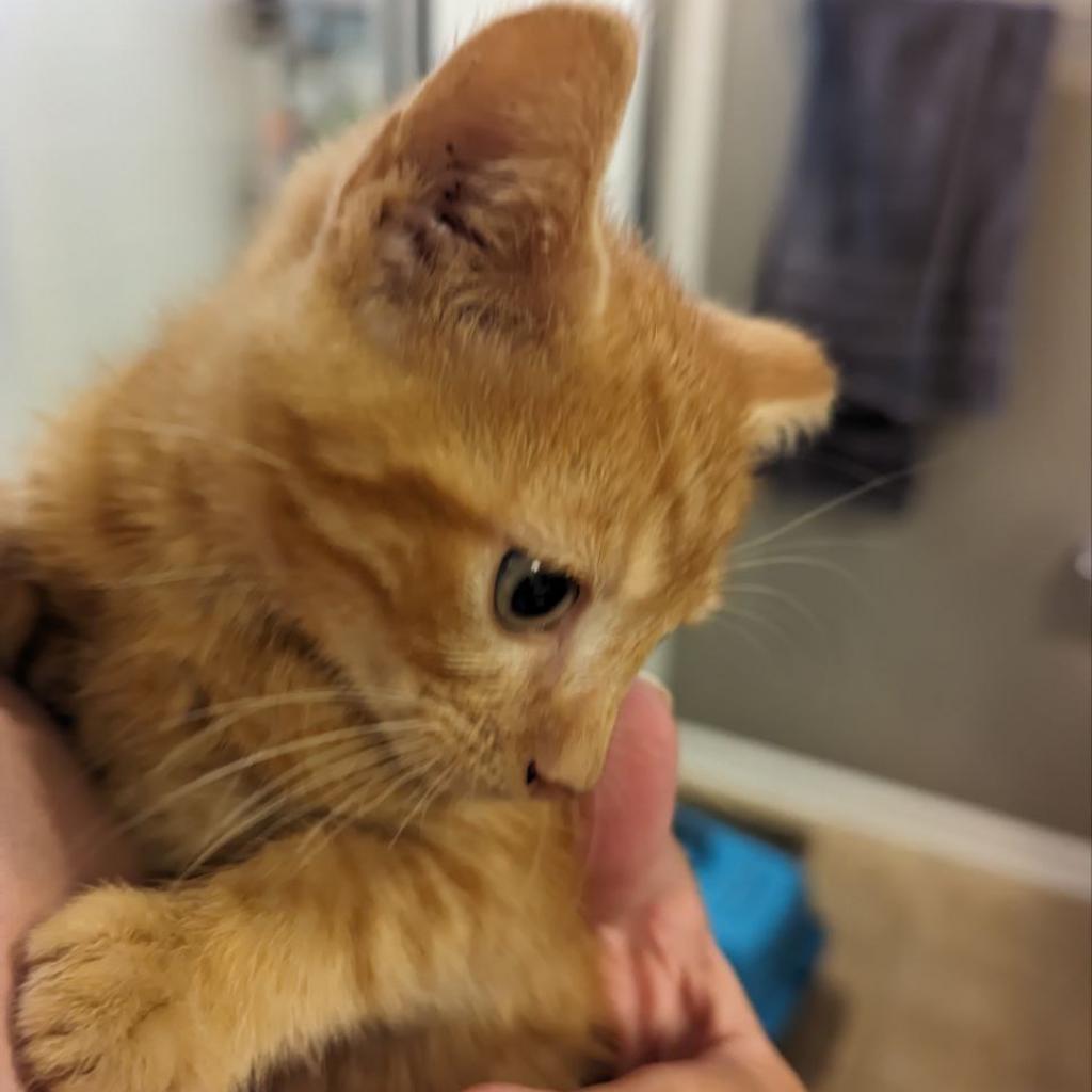 Enlarge Miso, a Adoptable Domestic Short Hair in Winchester, VA image 5/5