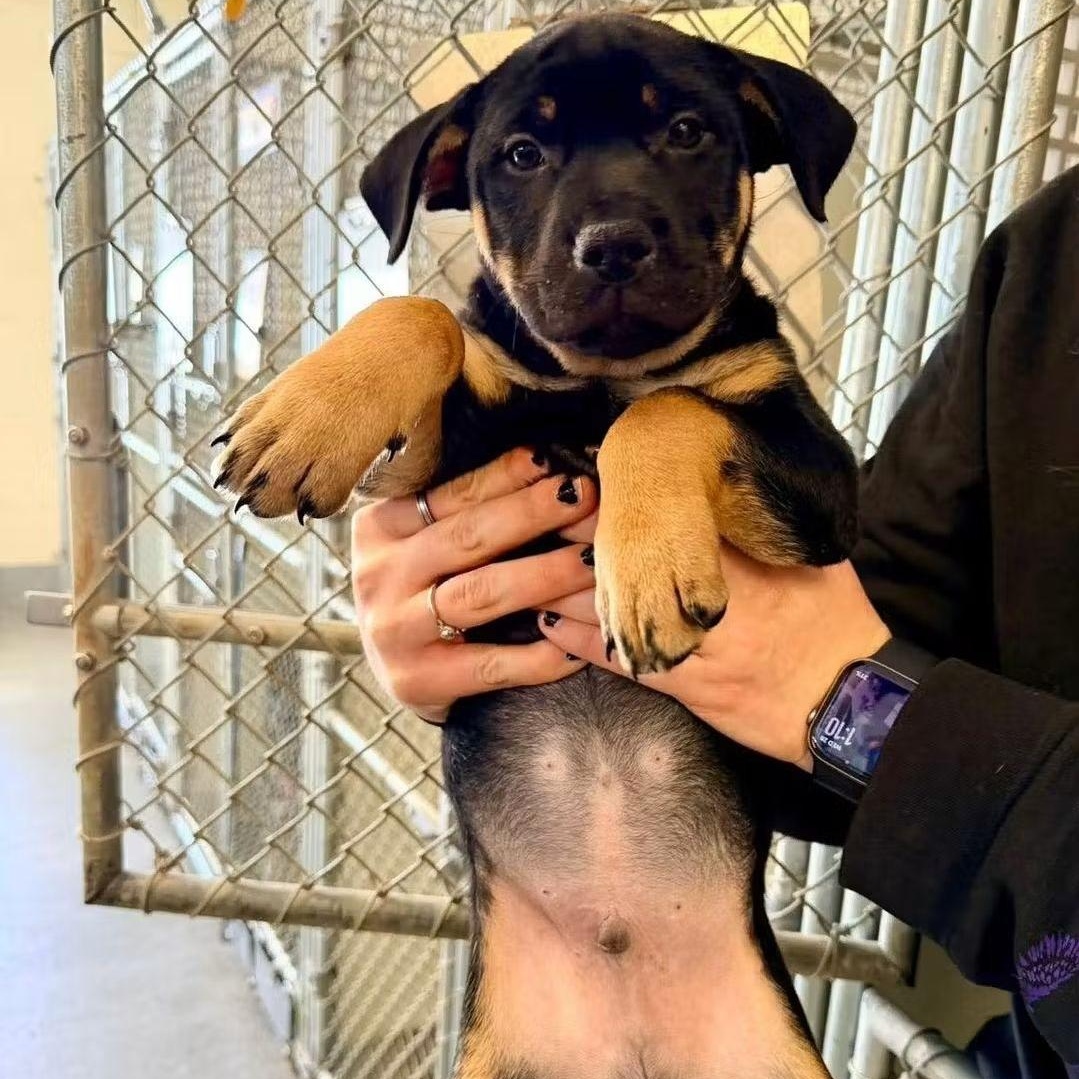 Birch, Adoptable, Puppy Male German Shepherd Dog & American Staffordshire Terrier.