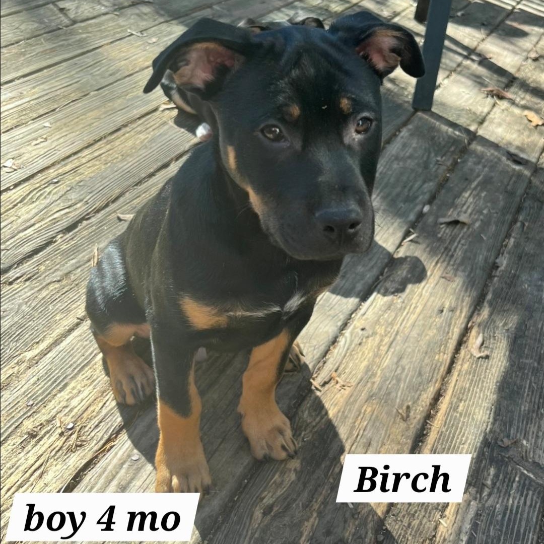 Enlarge Birch, a Adoptable mixed breed in Colonial Heights, VA image 1/2