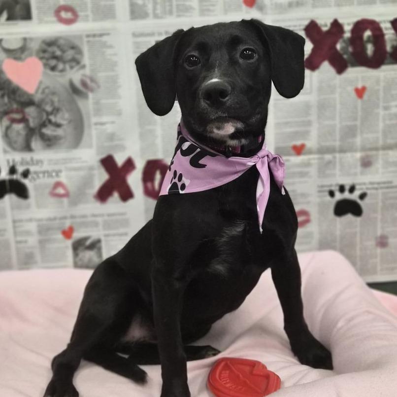 Sailor, Adoptable, Young Female Hound & Pit Bull Terrier.