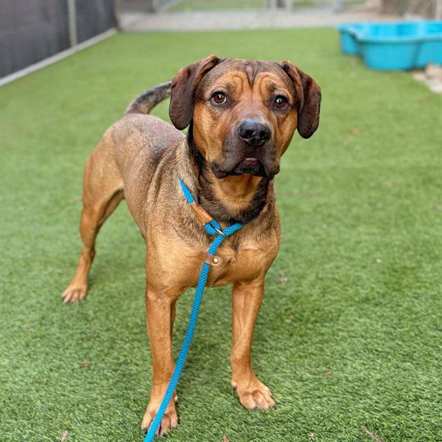 Enlarge BRUTUS, a Adoptable Pit Bull Terrier in San Jose, CA image 1/1