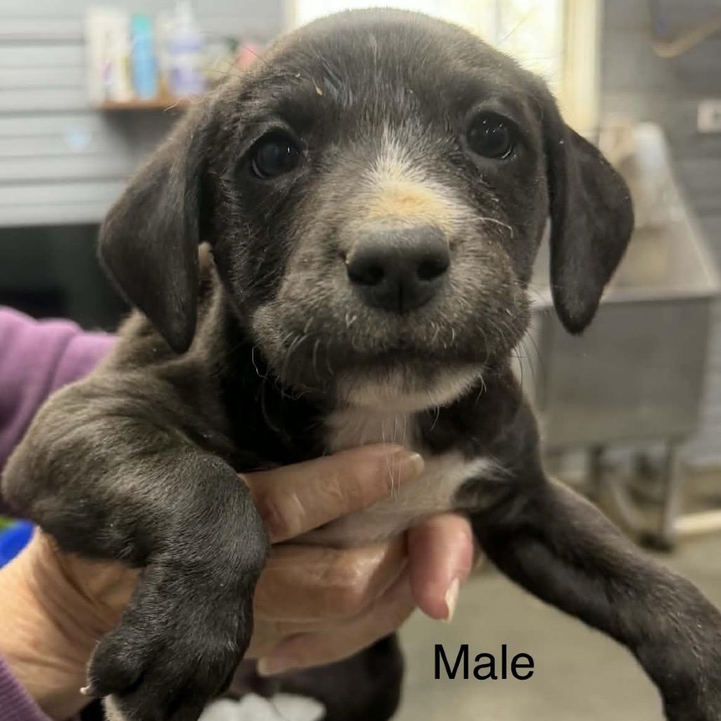 Enlarge Momma Mia + 4 pups, a Adoptable Mixed Breed in Princeton, KY image 2/5