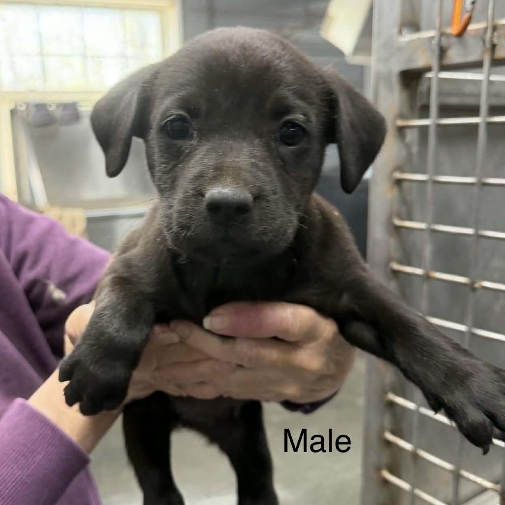 Enlarge Momma Mia + 4 pups, a Adoptable Mixed Breed in Princeton, KY image 3/5