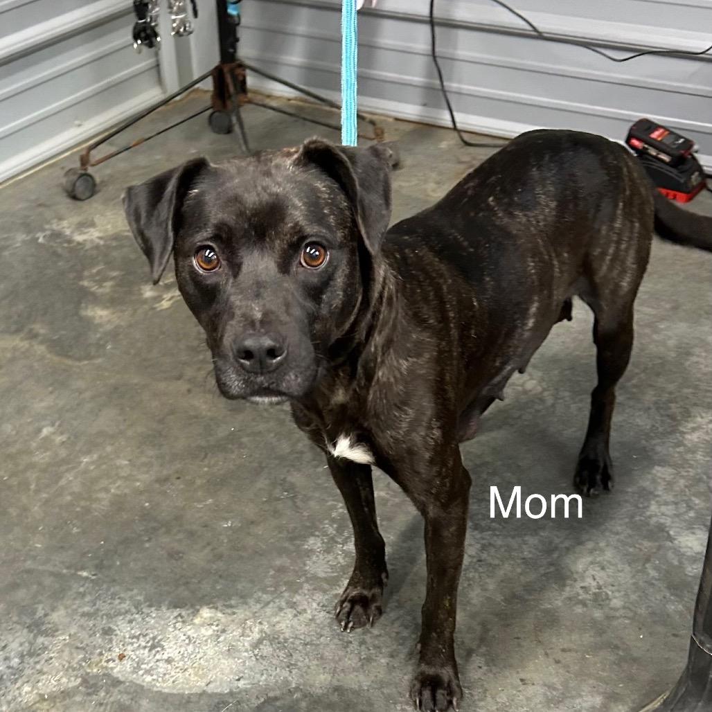 Enlarge Momma Mia + 4 pups, a Adoptable Mixed Breed in Princeton, KY image 4/5