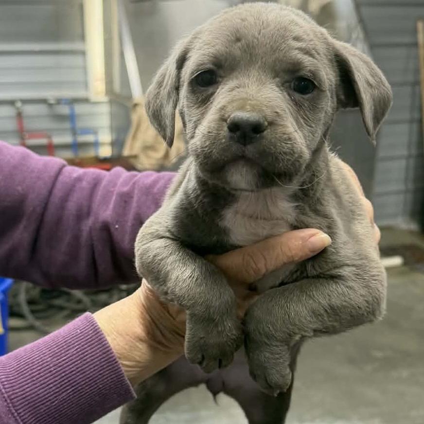 Enlarge Momma Mia + 4 pups, a Adoptable Mixed Breed in Princeton, KY image 5/5