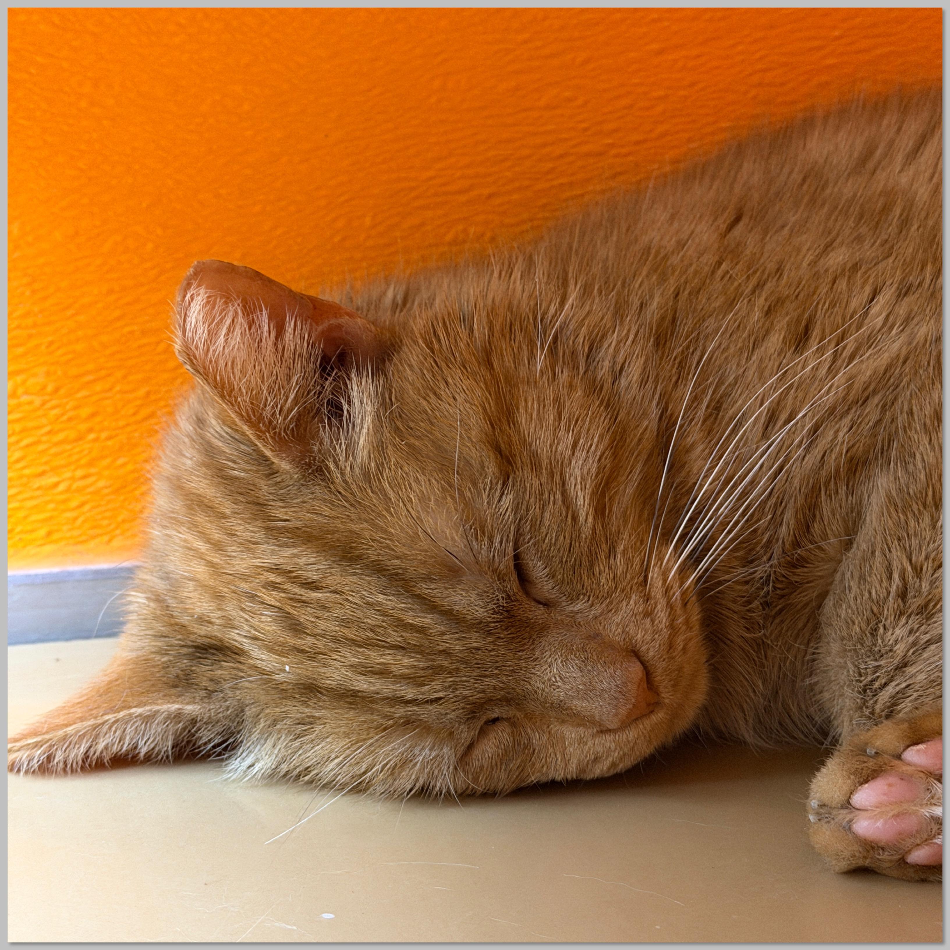 Enlarge Toast, an adopted Domestic Short Hair in Elyria, OH image 4/6