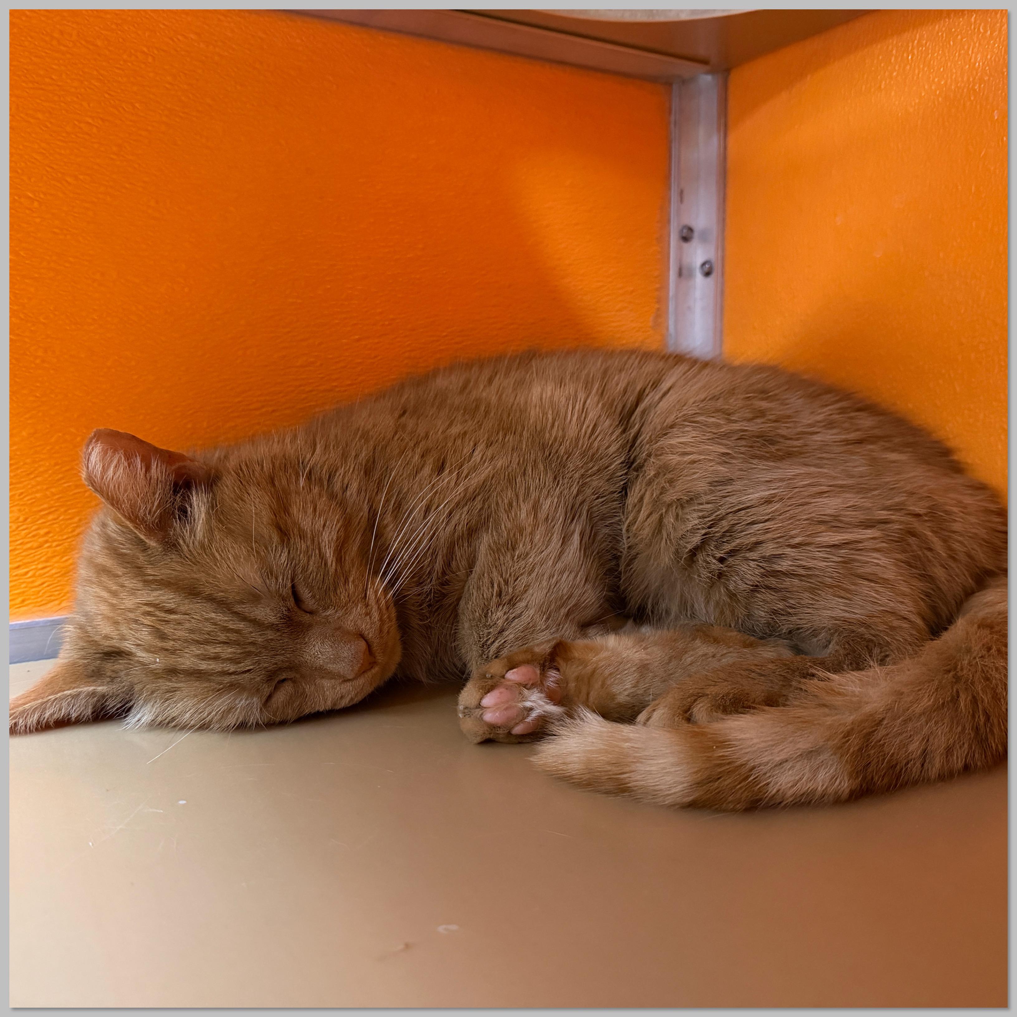 Enlarge Toast, an adopted Domestic Short Hair in Elyria, OH image 6/6