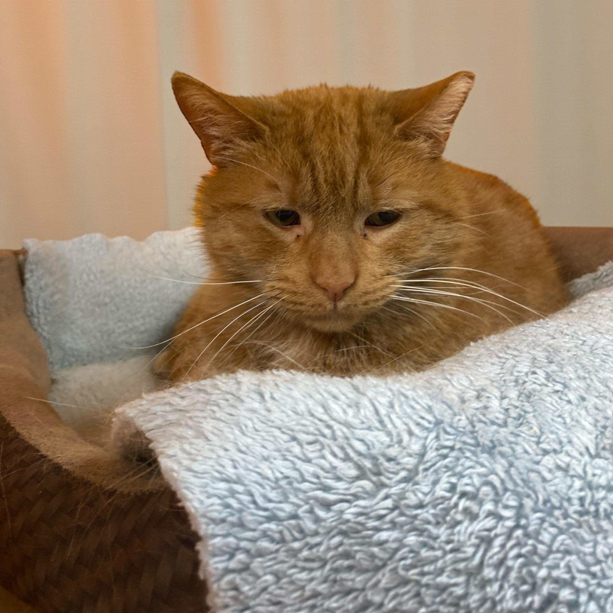 Enlarge Toast, an adopted Domestic Short Hair in Elyria, OH image 1/6