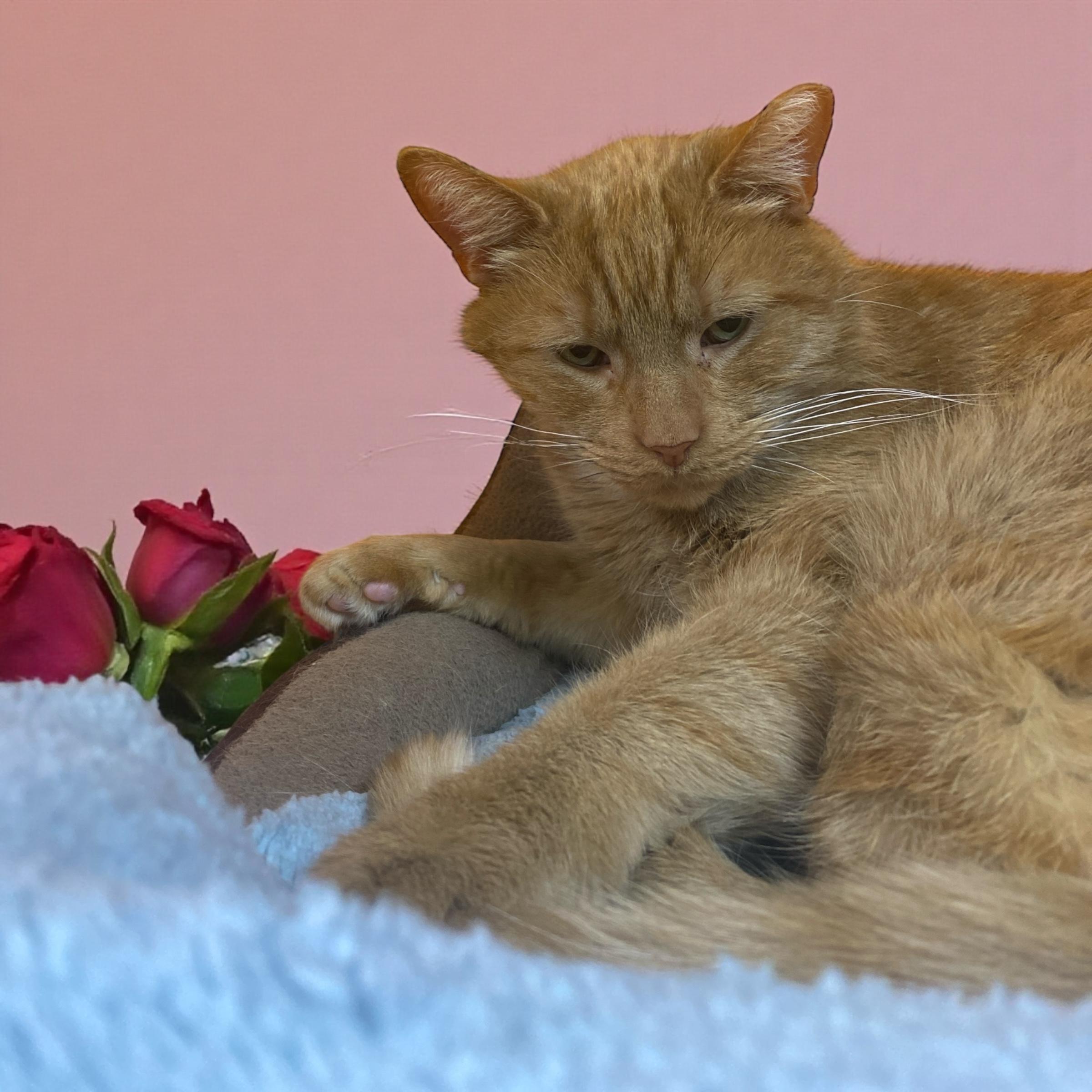 Enlarge Toast, an adopted Domestic Short Hair in Elyria, OH image 3/6