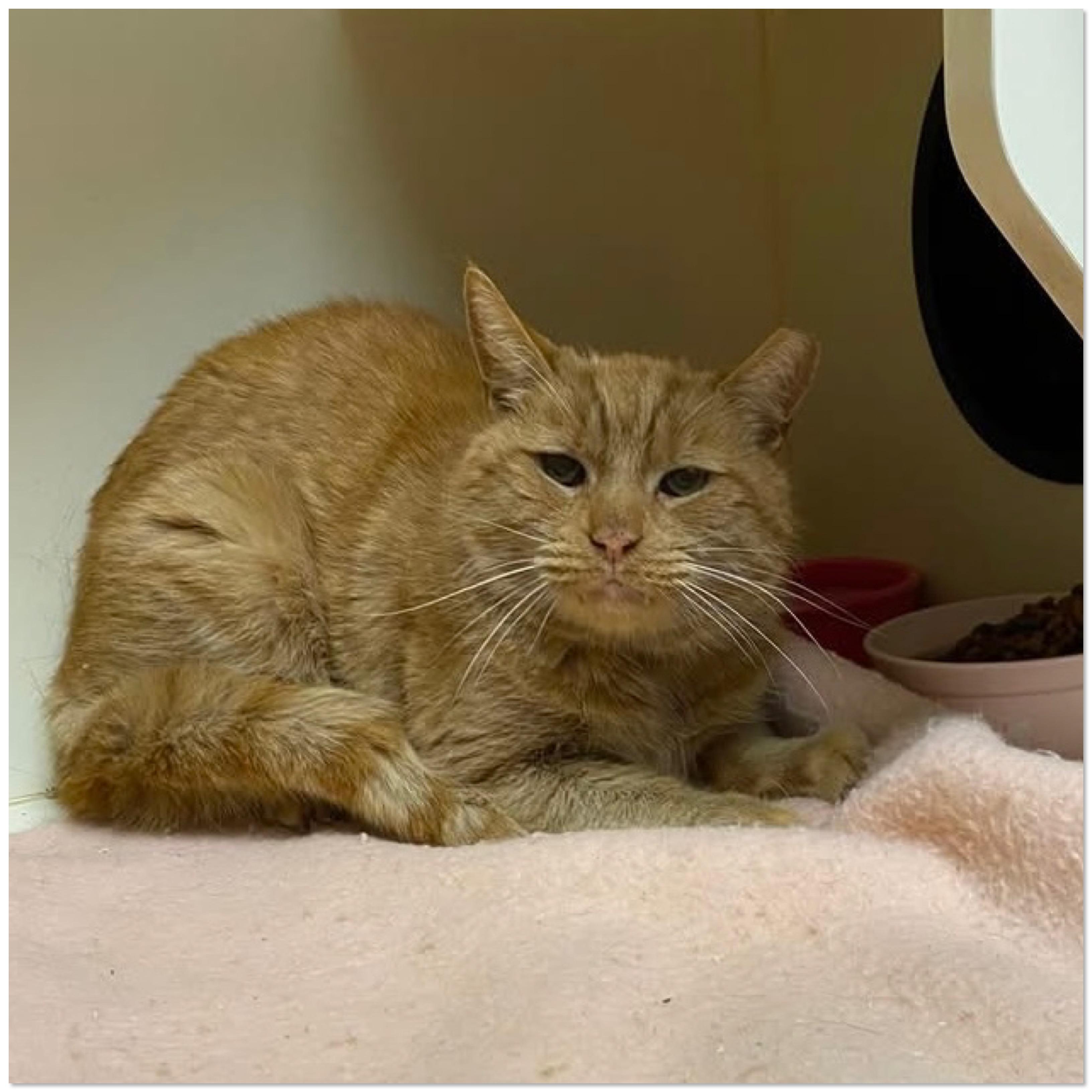 Enlarge Toast, an adopted Domestic Short Hair in Elyria, OH image 5/6