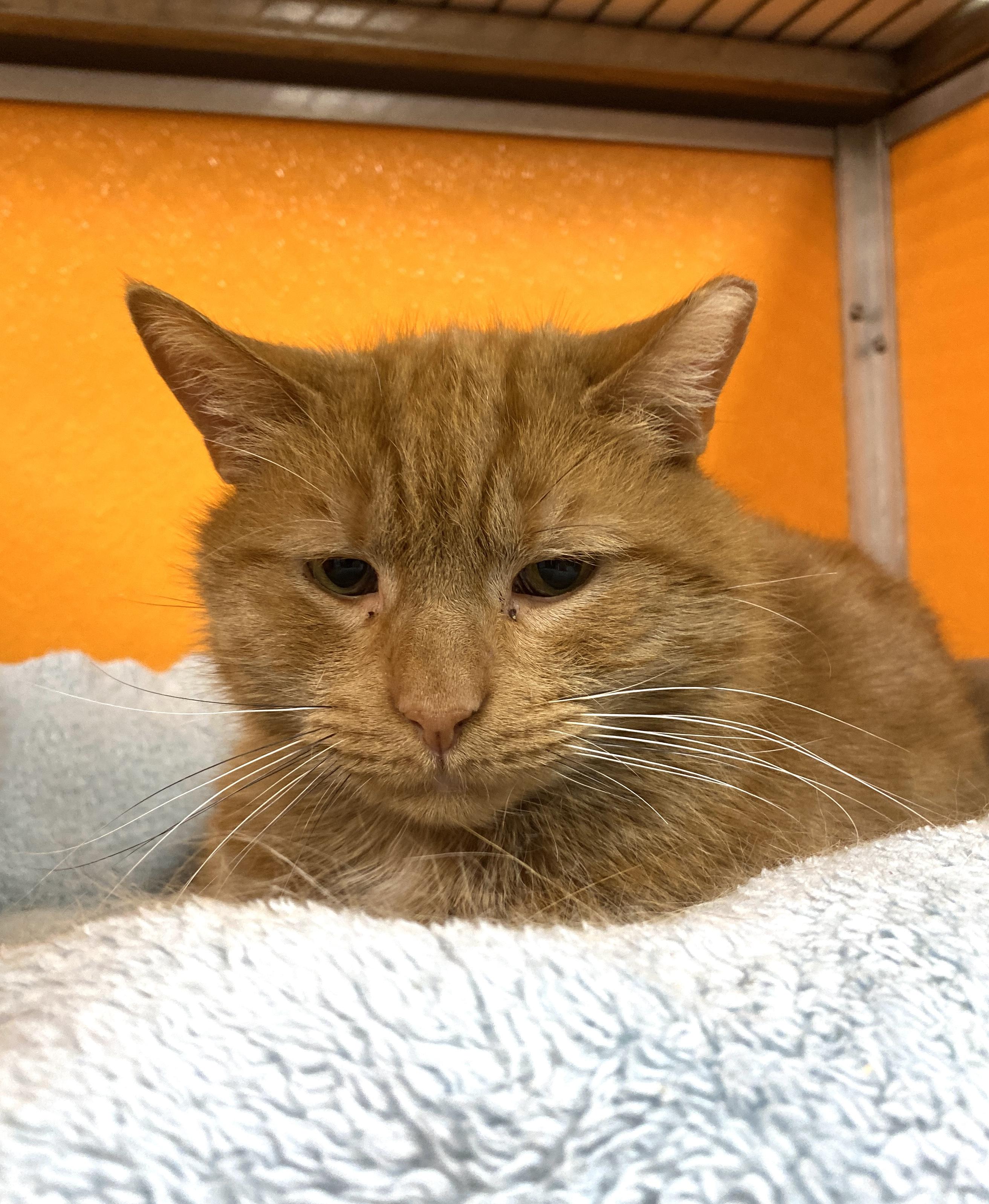 Enlarge Toast, an adopted Domestic Short Hair in Elyria, OH image 2/6