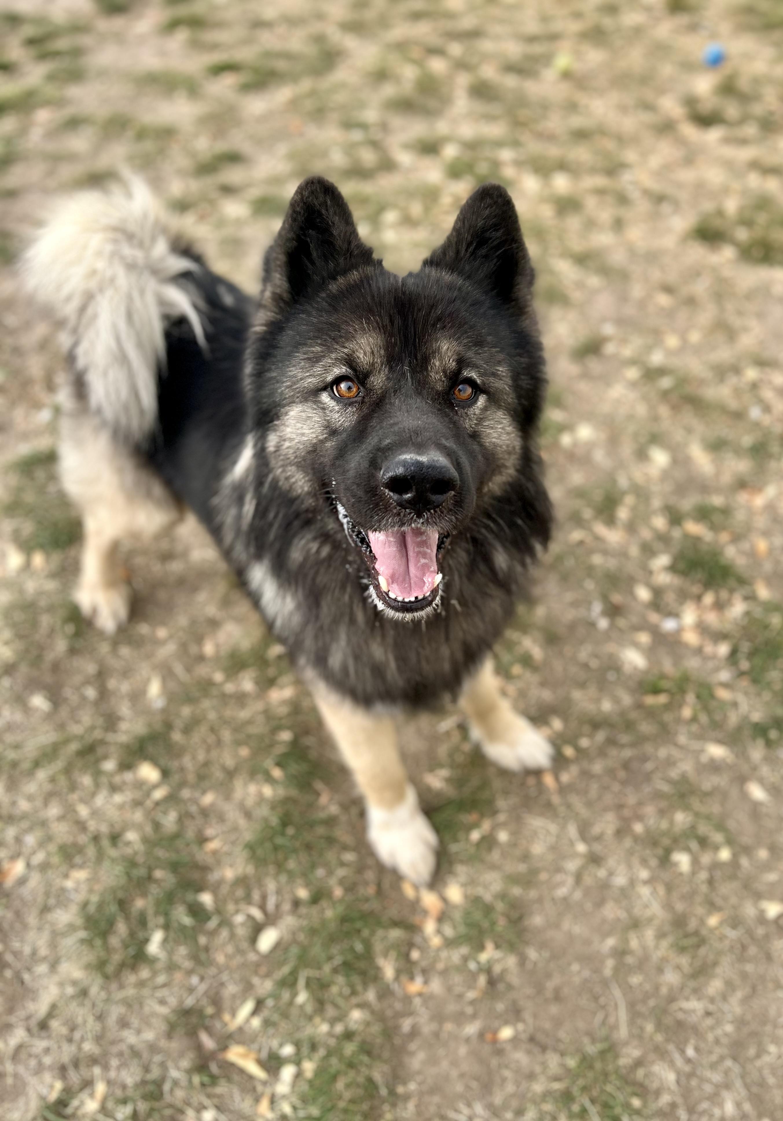 Oskar (91571), ADOPTABLE, Adult Male Husky.