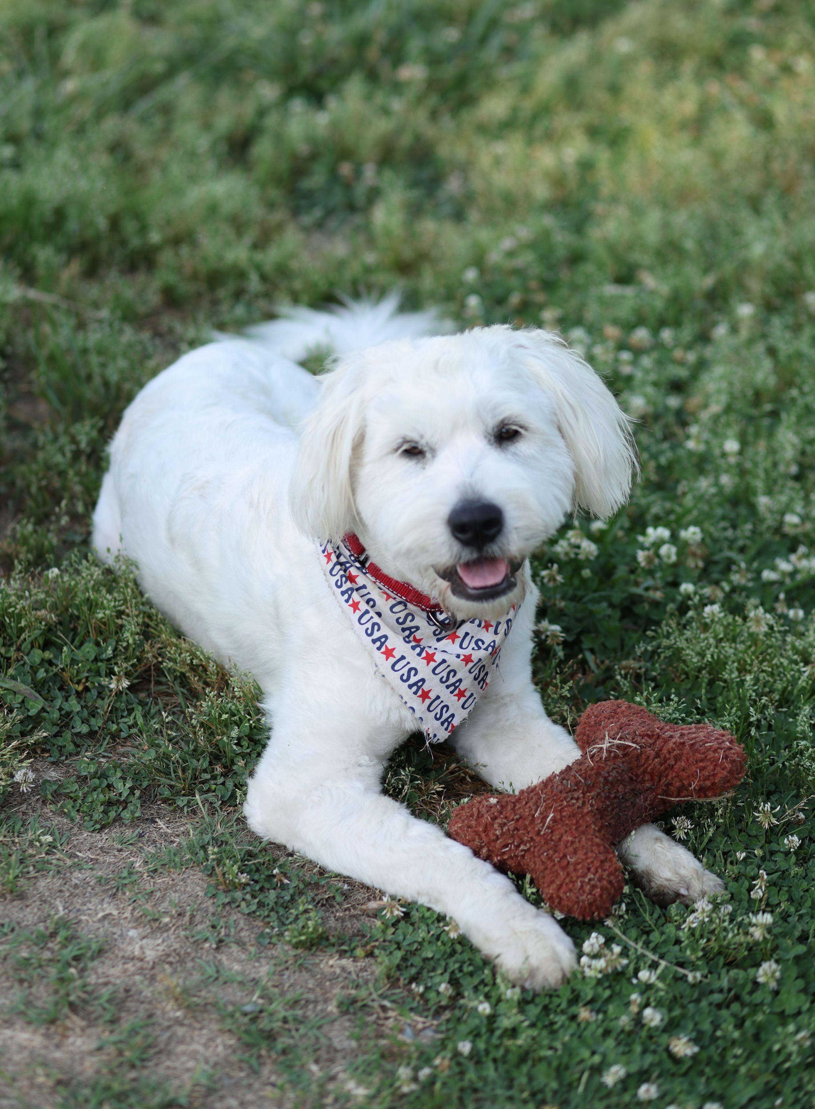 Reece, ADOPTABLE, Adult Female Standard Poodle & Sheep Dog.