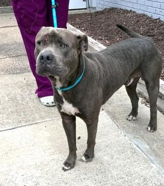 Enlarge Oscar Humble Gentle Adult Quiet Sweetheart, a Adoptable mixed breed in Richmond, VA image 3/3