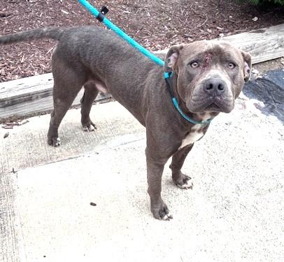 Enlarge Oscar Humble Gentle Adult Quiet Sweetheart, a Adoptable mixed breed in Richmond, VA image 2/3
