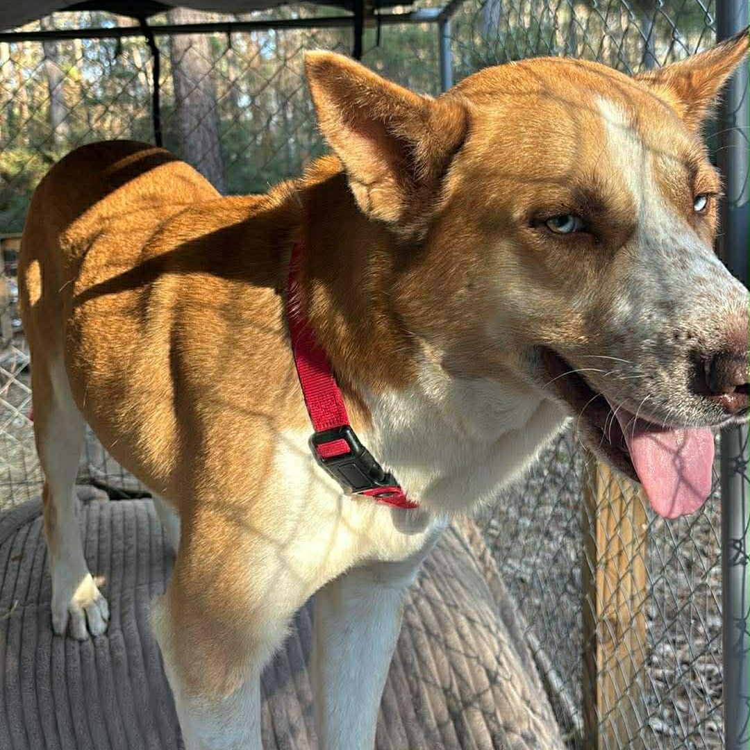 Enlarge Maverick , a ADOPTABLE mixed breed in Barkhamsted, CT image 1/5