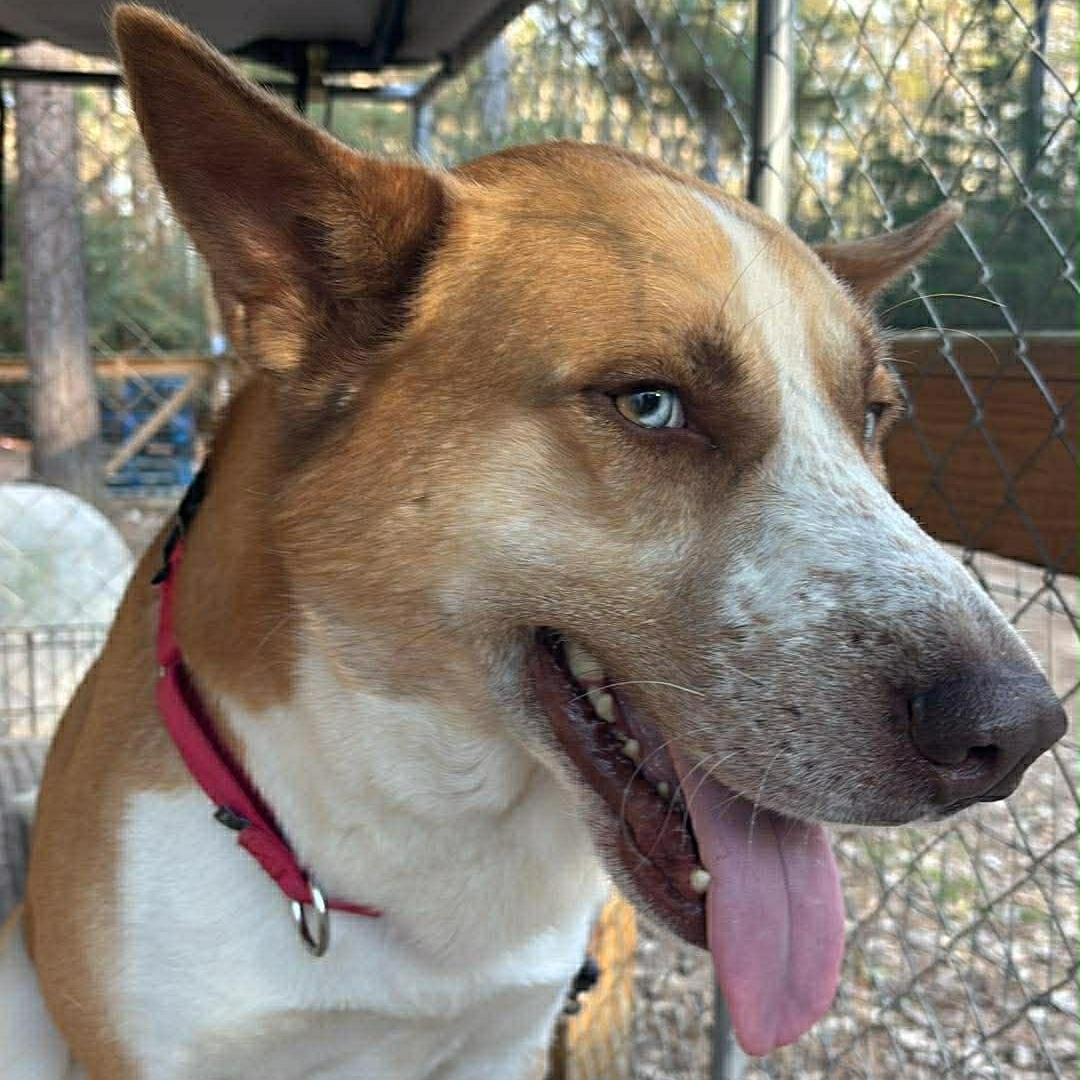 Maverick , ADOPTABLE, Young Male Mixed Breed & Husky.