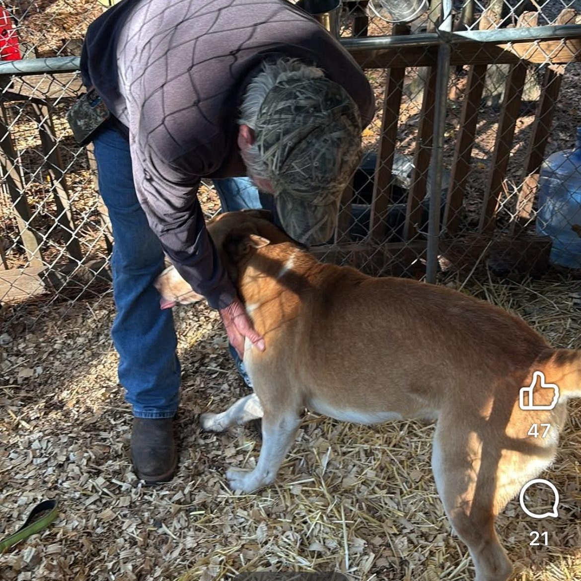 Maverick , a ADOPTABLE mixed breed in Barkhamsted, CT image 4/5
