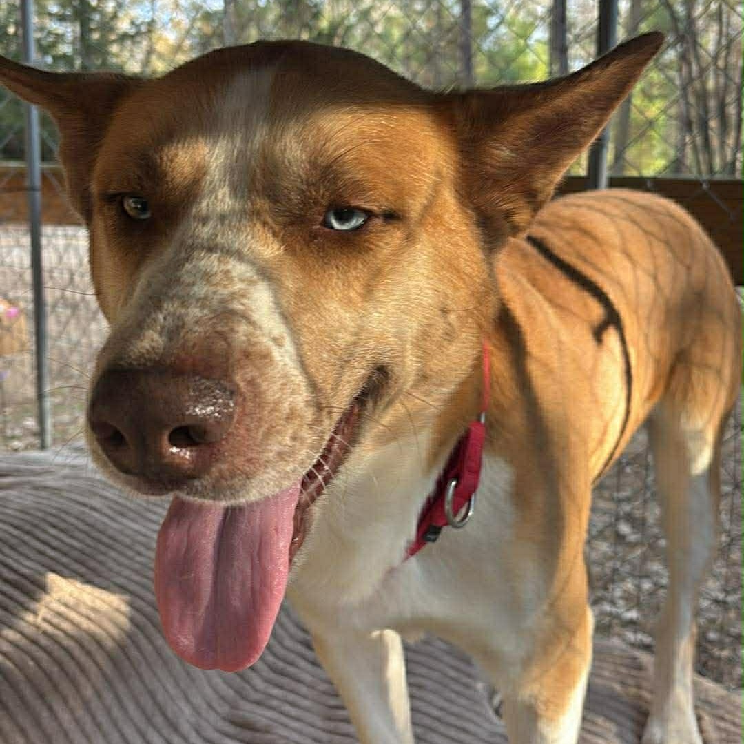 Enlarge Maverick , a ADOPTABLE mixed breed in Barkhamsted, CT image 4/5