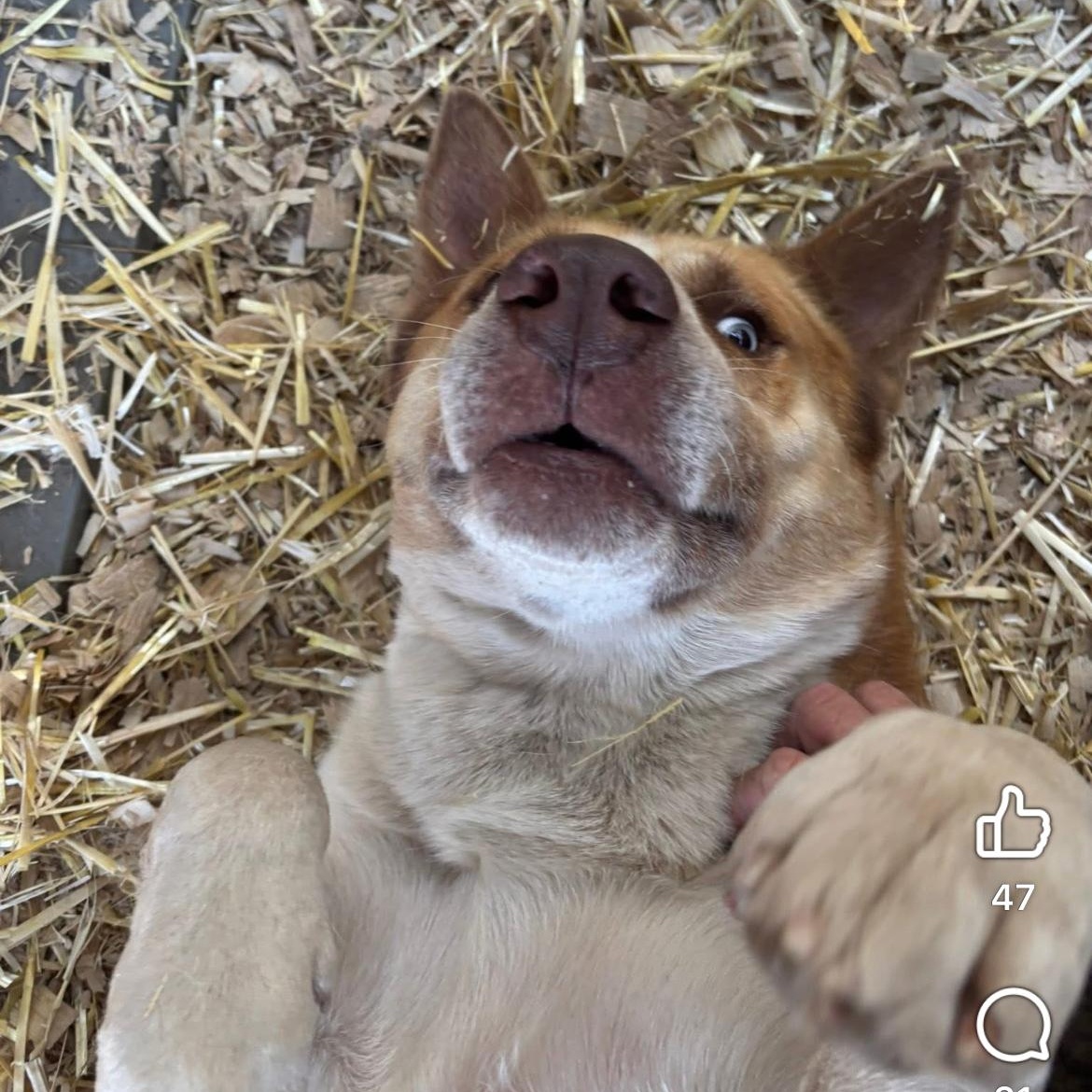 Maverick , a ADOPTABLE mixed breed in Barkhamsted, CT image 2/5