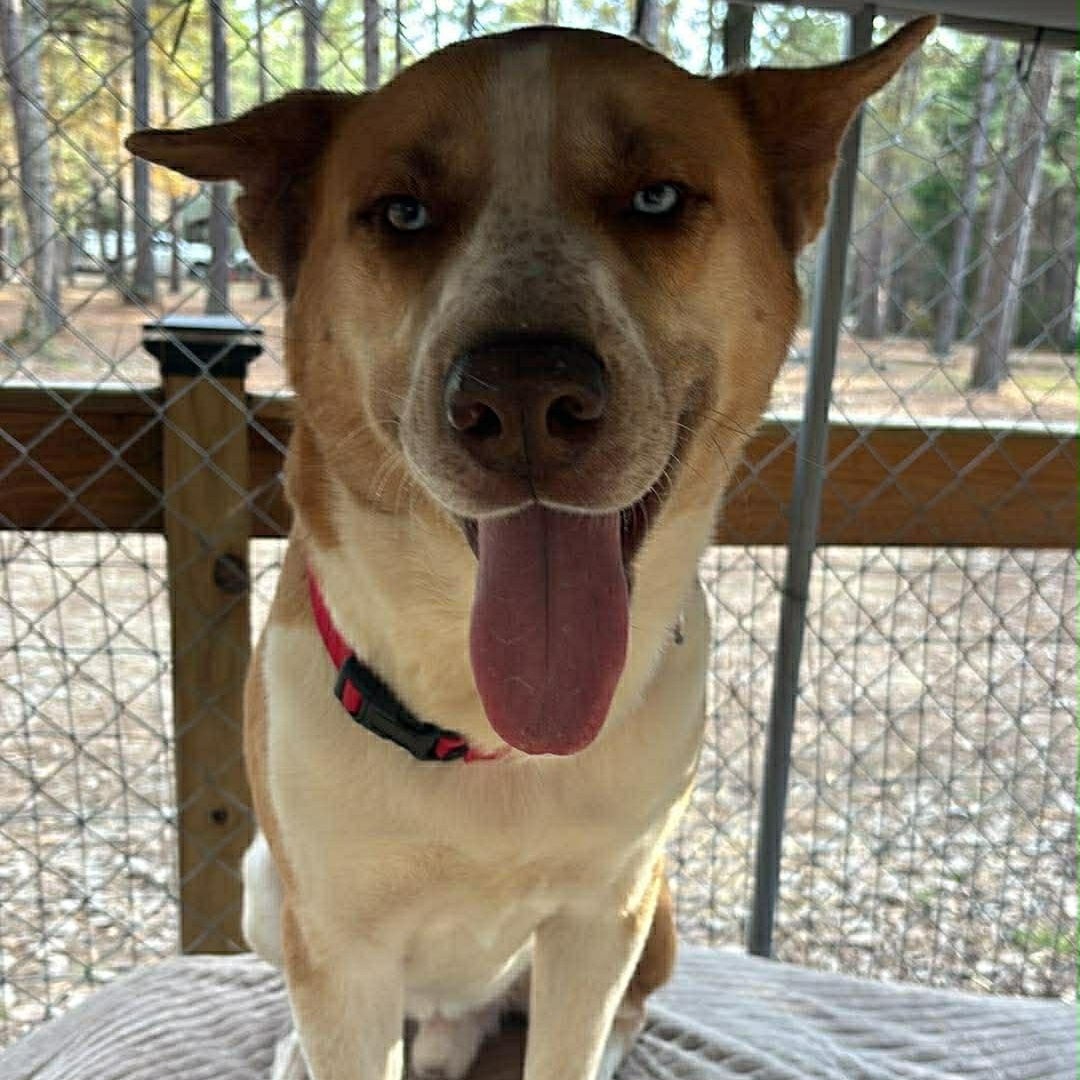 Enlarge Maverick , a ADOPTABLE mixed breed in Barkhamsted, CT image 5/5