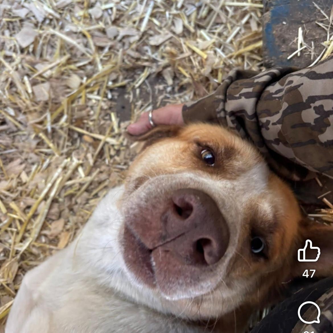 Maverick , a ADOPTABLE mixed breed in Barkhamsted, CT image 3/5