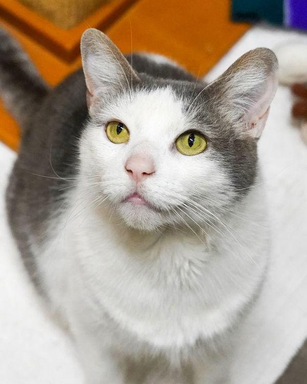 Pip 308138, Adoptable, Adult Female Domestic Short Hair.
