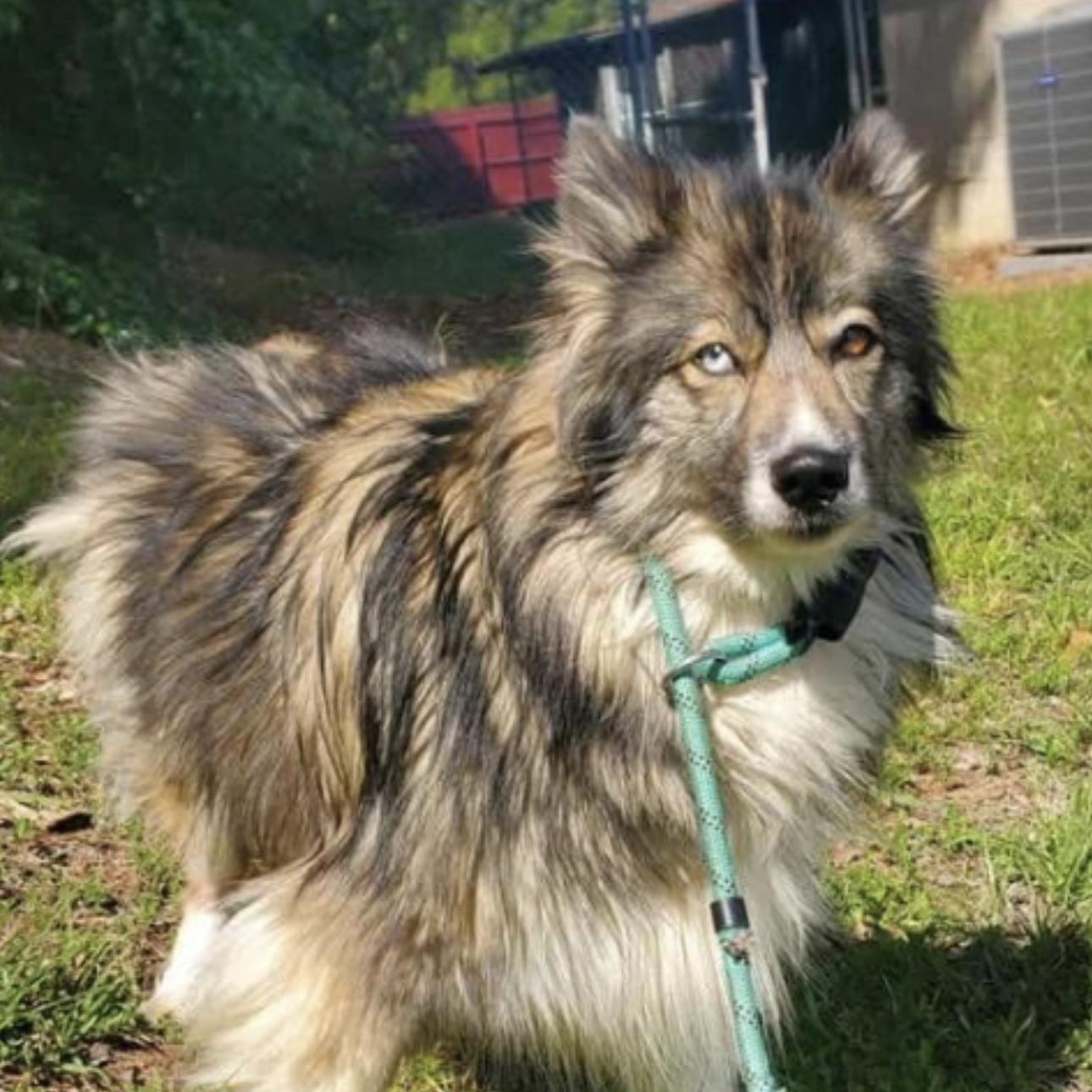 Magnta, Adopted, Senior Female Keeshond & Husky.