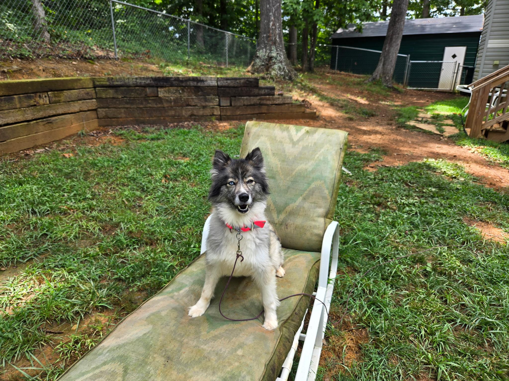 Magnta, an adoptable Keeshond, Husky in CUMMING, GA, 30040 | Photo Image 2