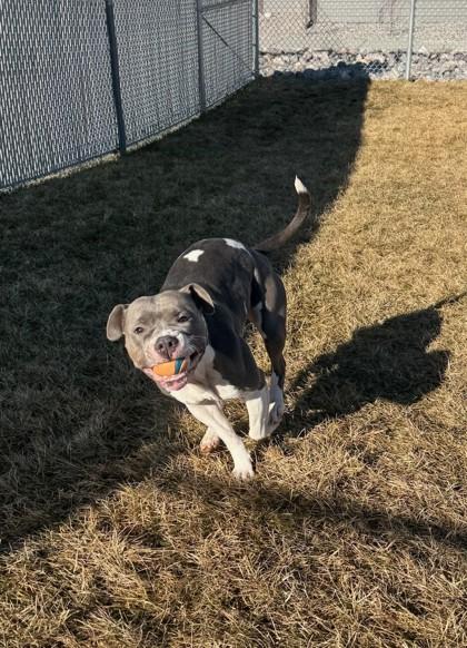 Scarlet, a Adoptable mixed breed in Missoula, MT image 1/3