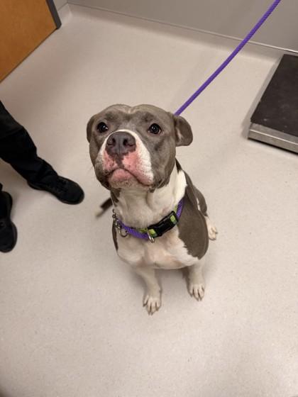 Scarlet, a Adoptable mixed breed in Missoula, MT image 2/3