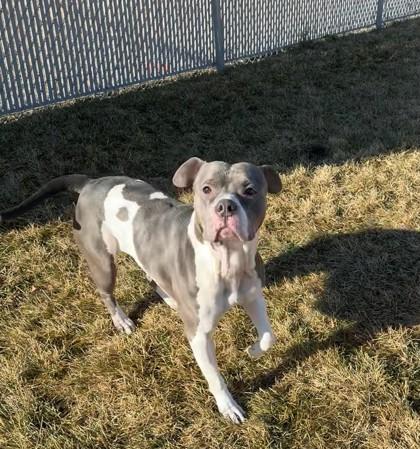 Scarlet, a Adoptable mixed breed in Missoula, MT image 3/3