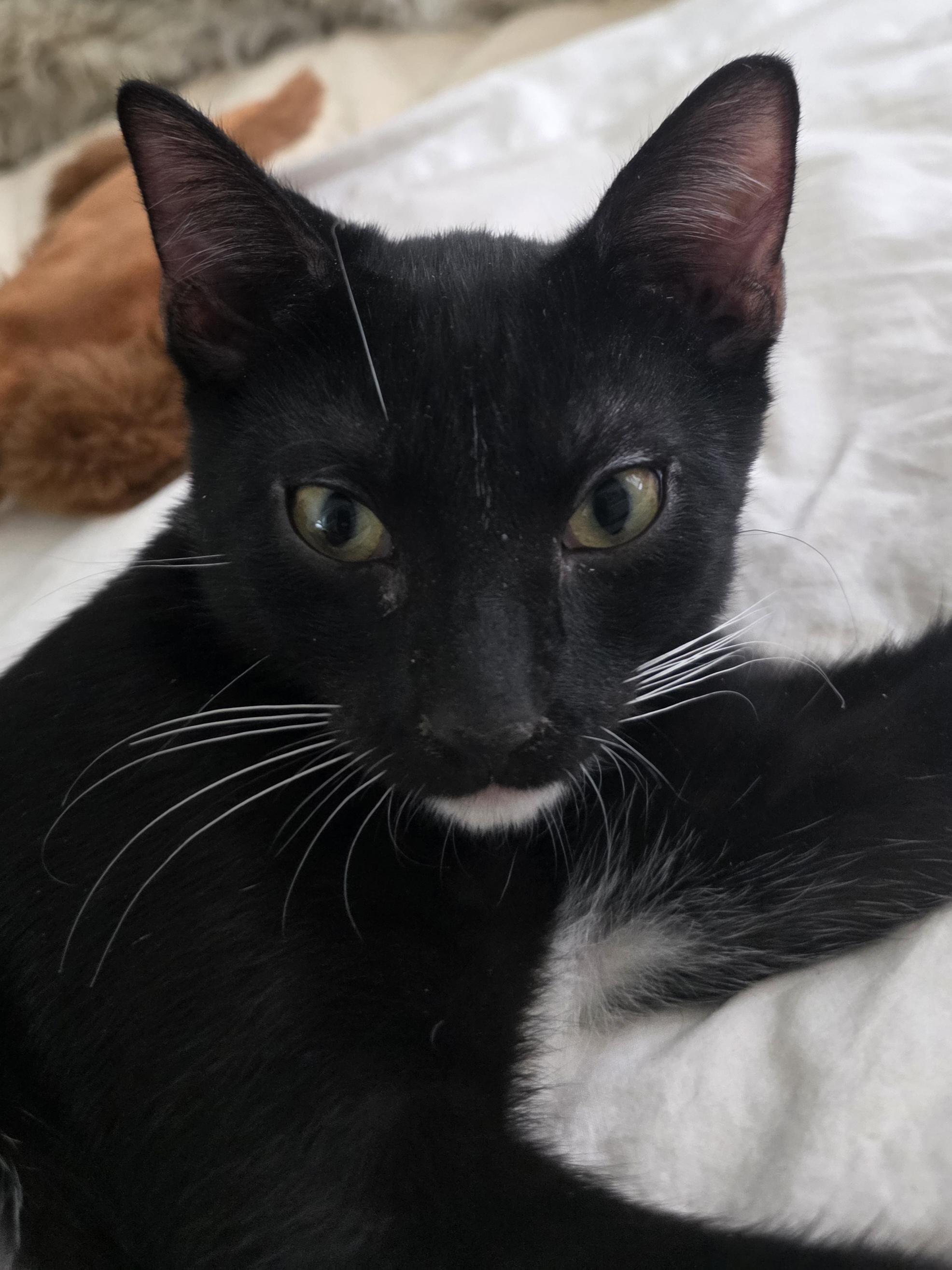 Enlarge Tom Kitten, a Adoptable Domestic Short Hair in New York, NY image 2/3