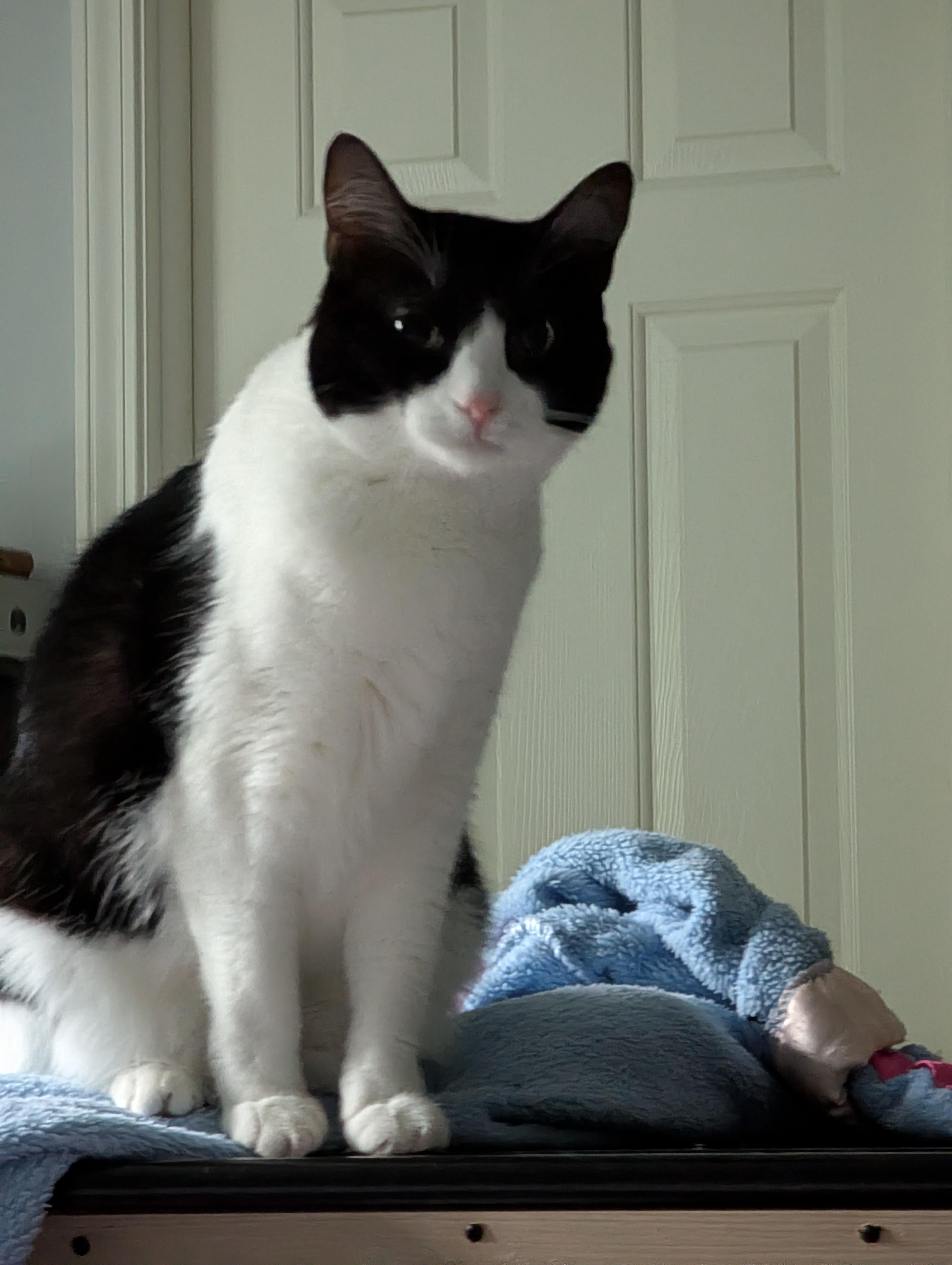 Pop, Adoptable, Young Female Domestic Short Hair.