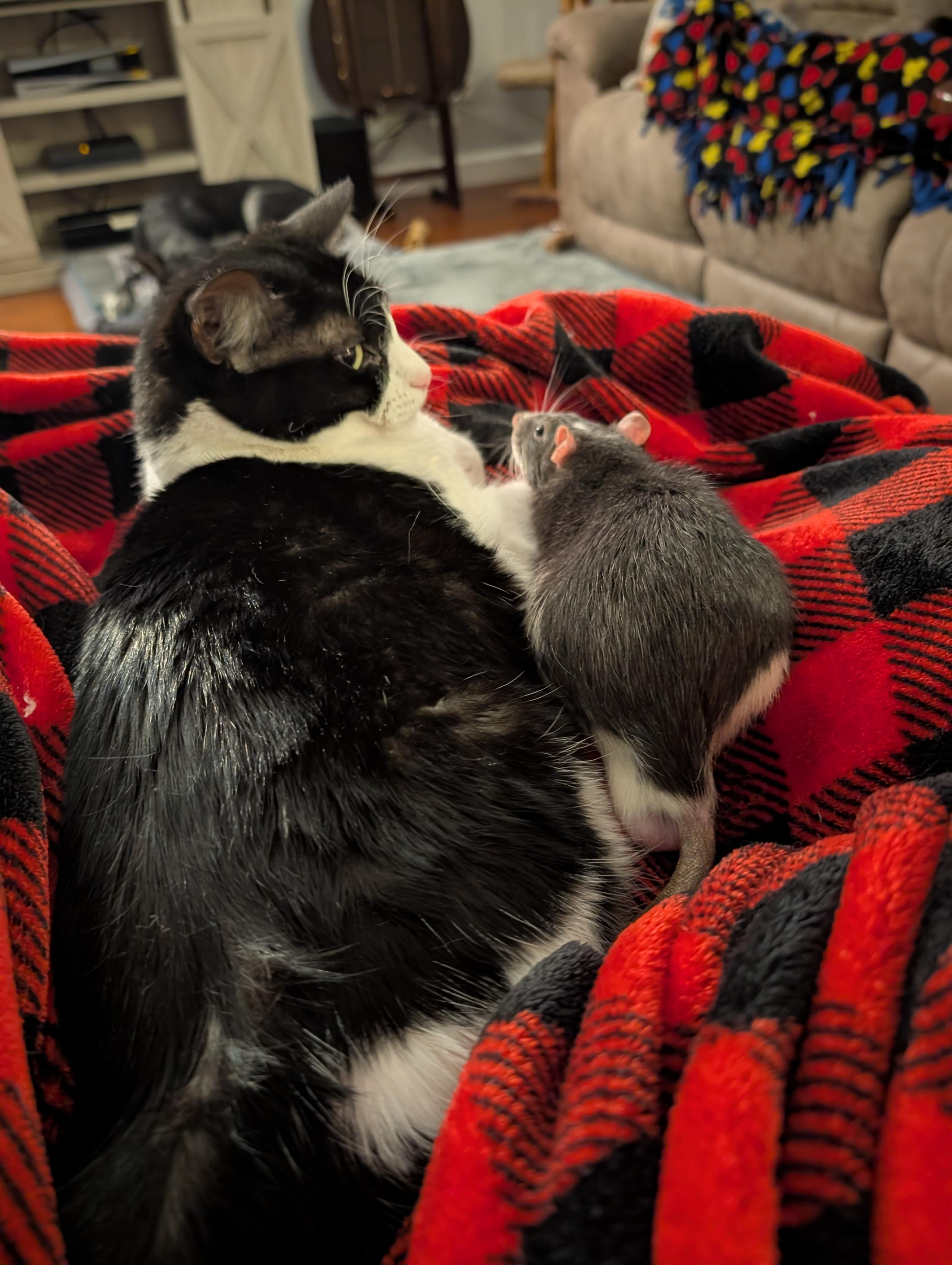 Pop, an adoptable Domestic Short Hair in Springfield, OR, 97478 | Photo Image 3