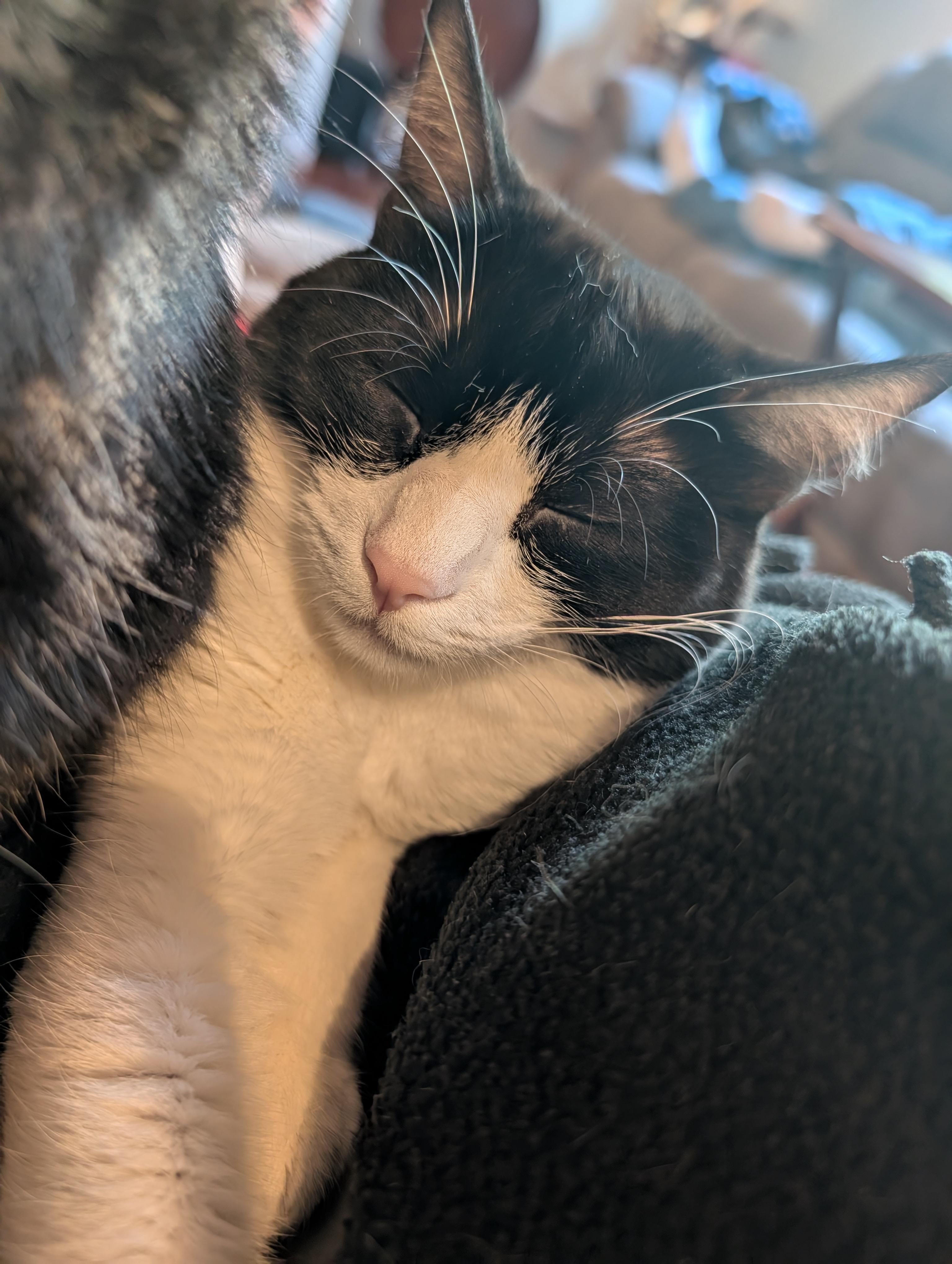 Pop, a Adoptable Domestic Short Hair in Springfield, OR image 5/6