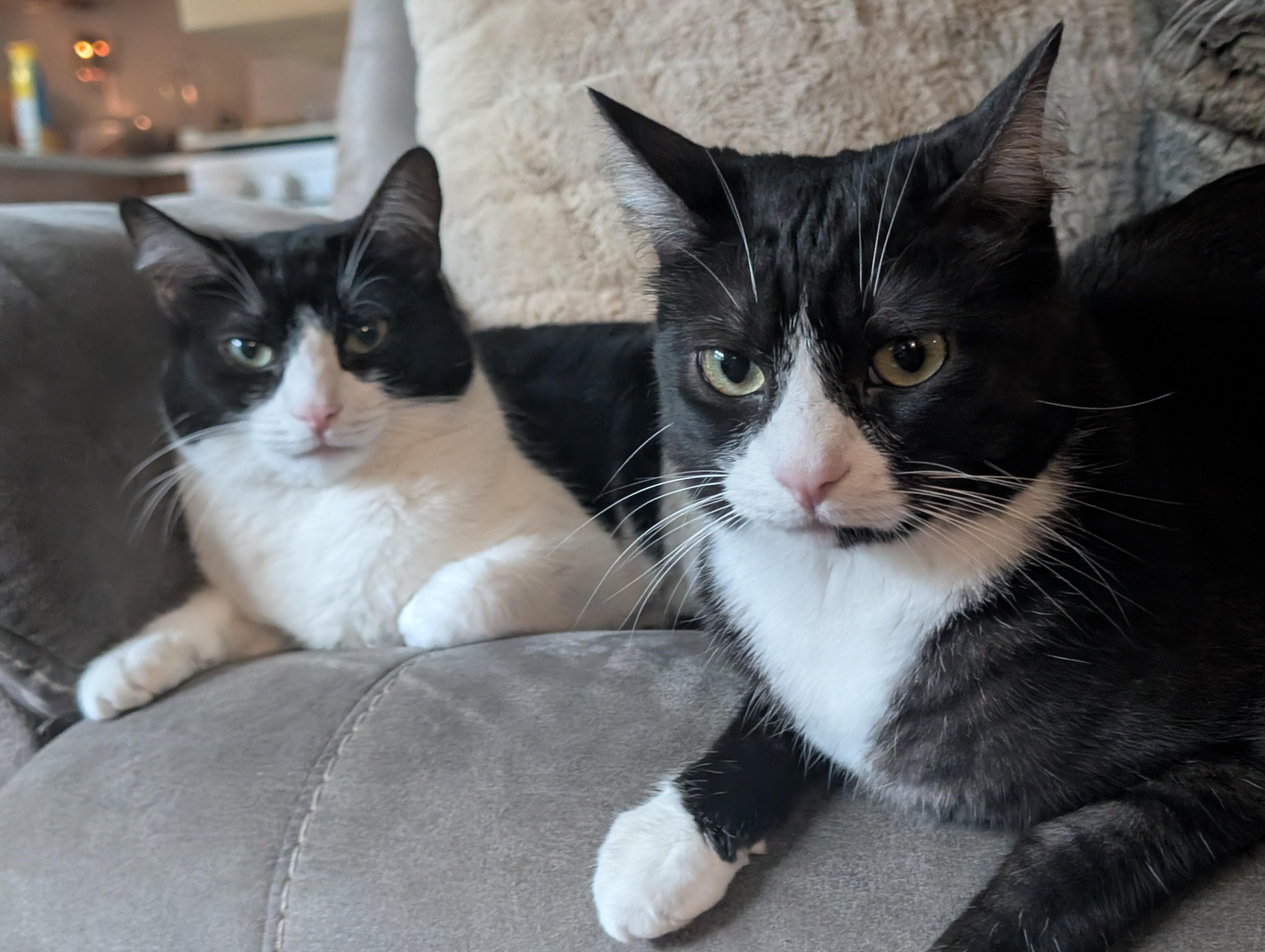 Pop, a Adoptable Domestic Short Hair in Springfield, OR image 6/6