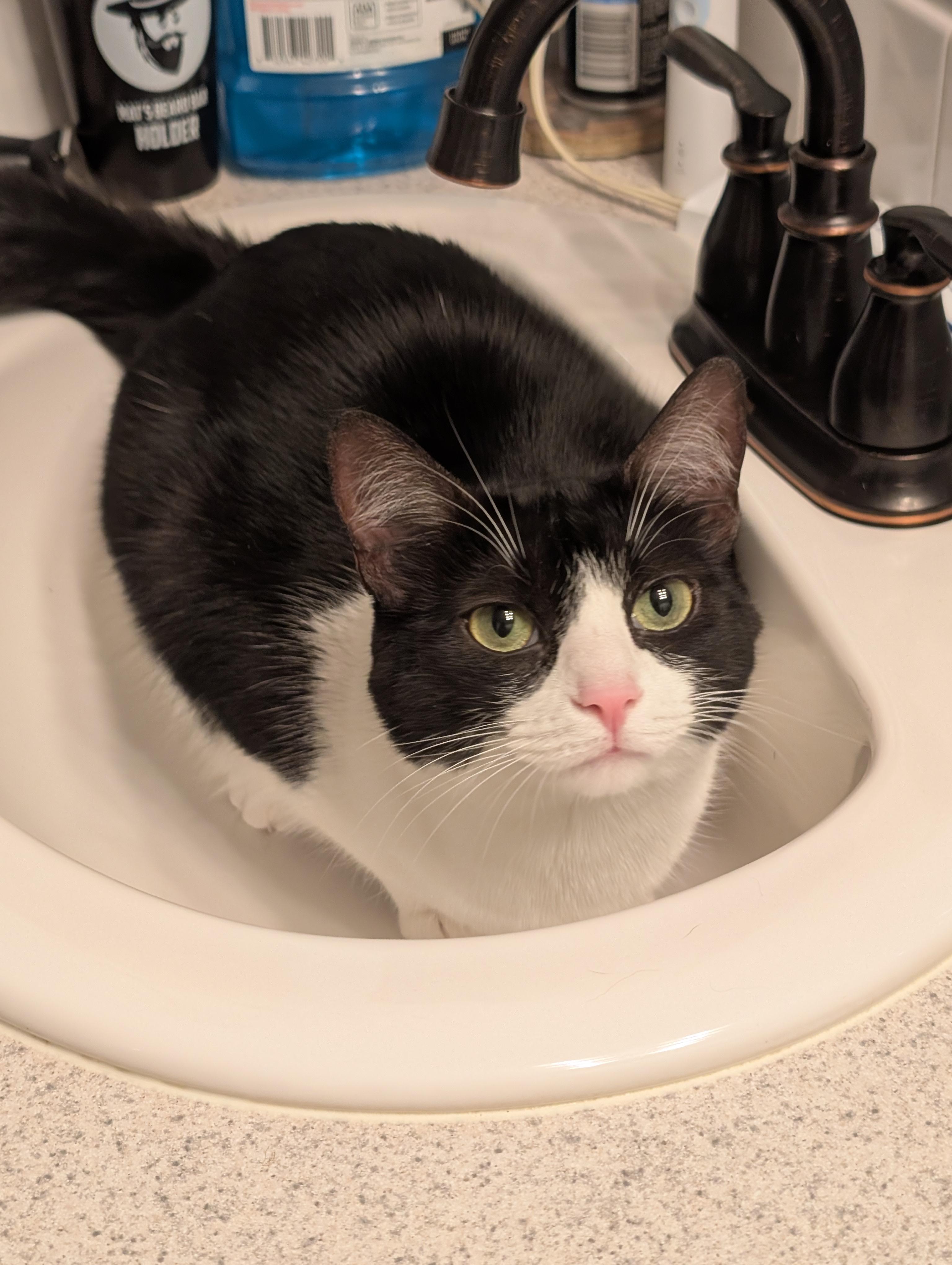 Pop, an adoptable Domestic Short Hair in Springfield, OR, 97478 | Photo Image 2