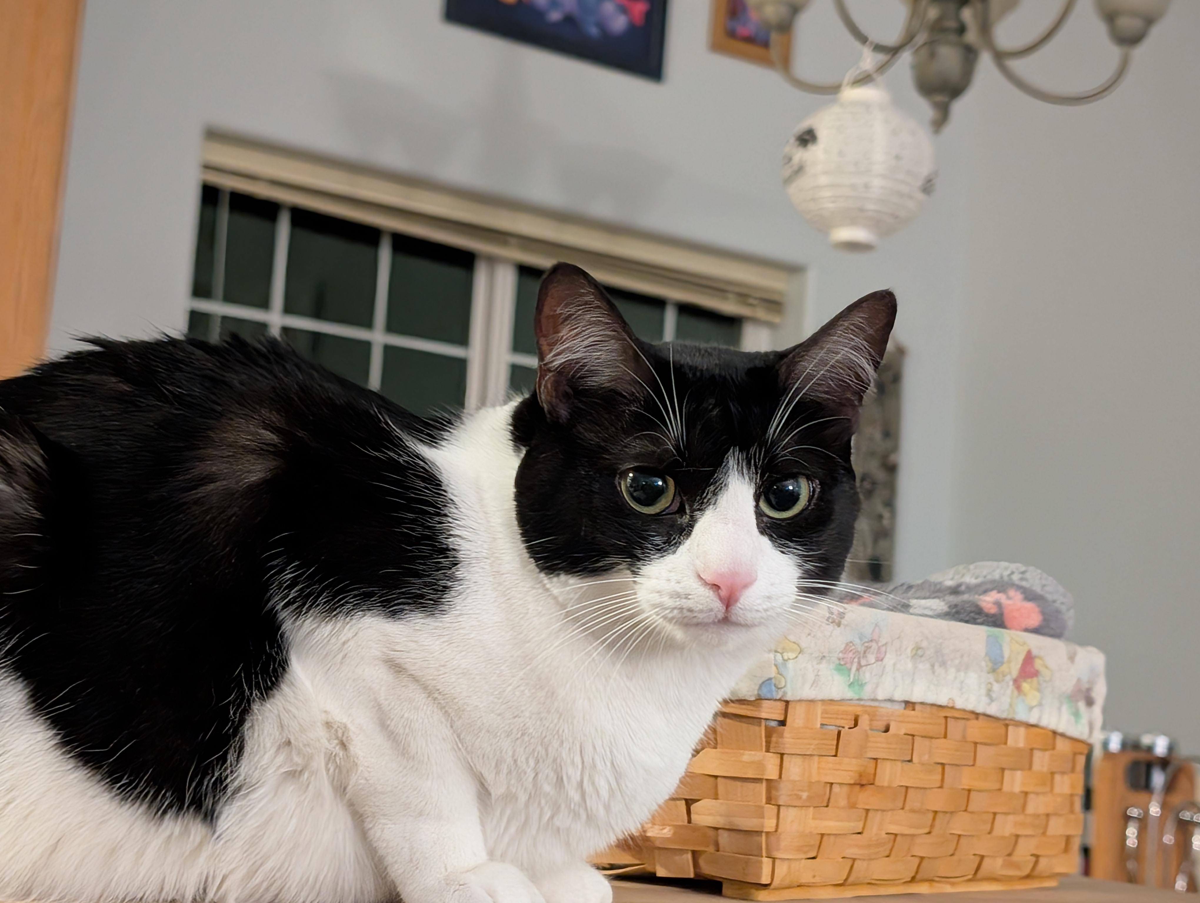 Pop, a Adoptable Domestic Short Hair in Springfield, OR image 4/6