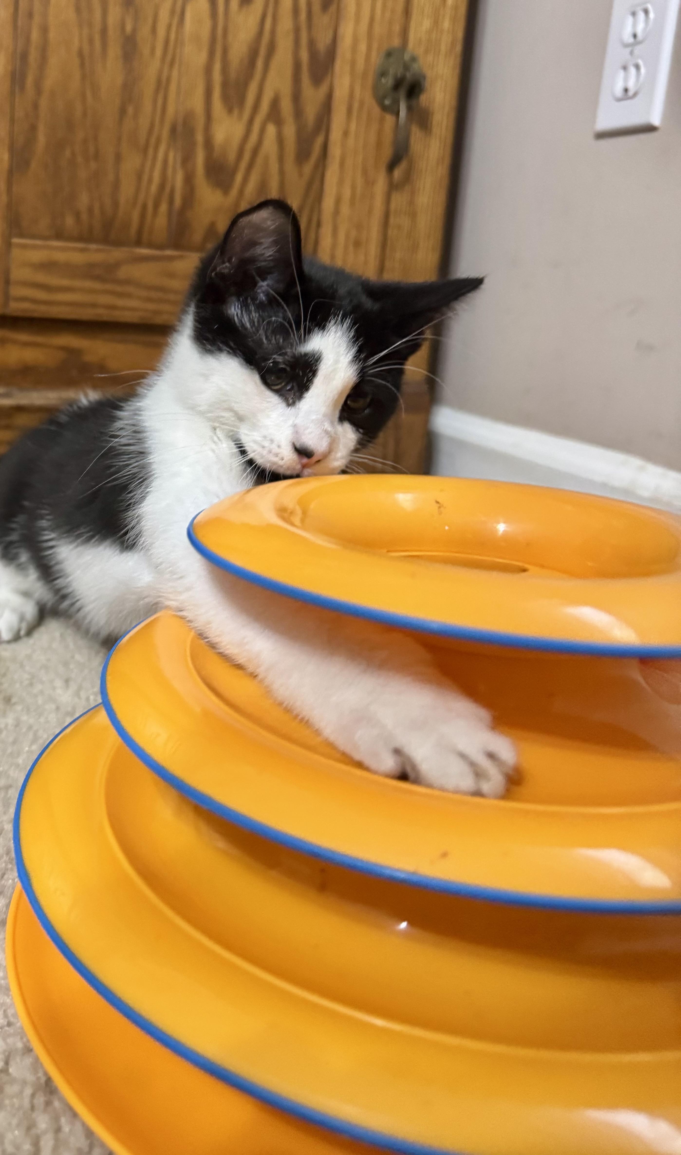 Lenny =^.^=