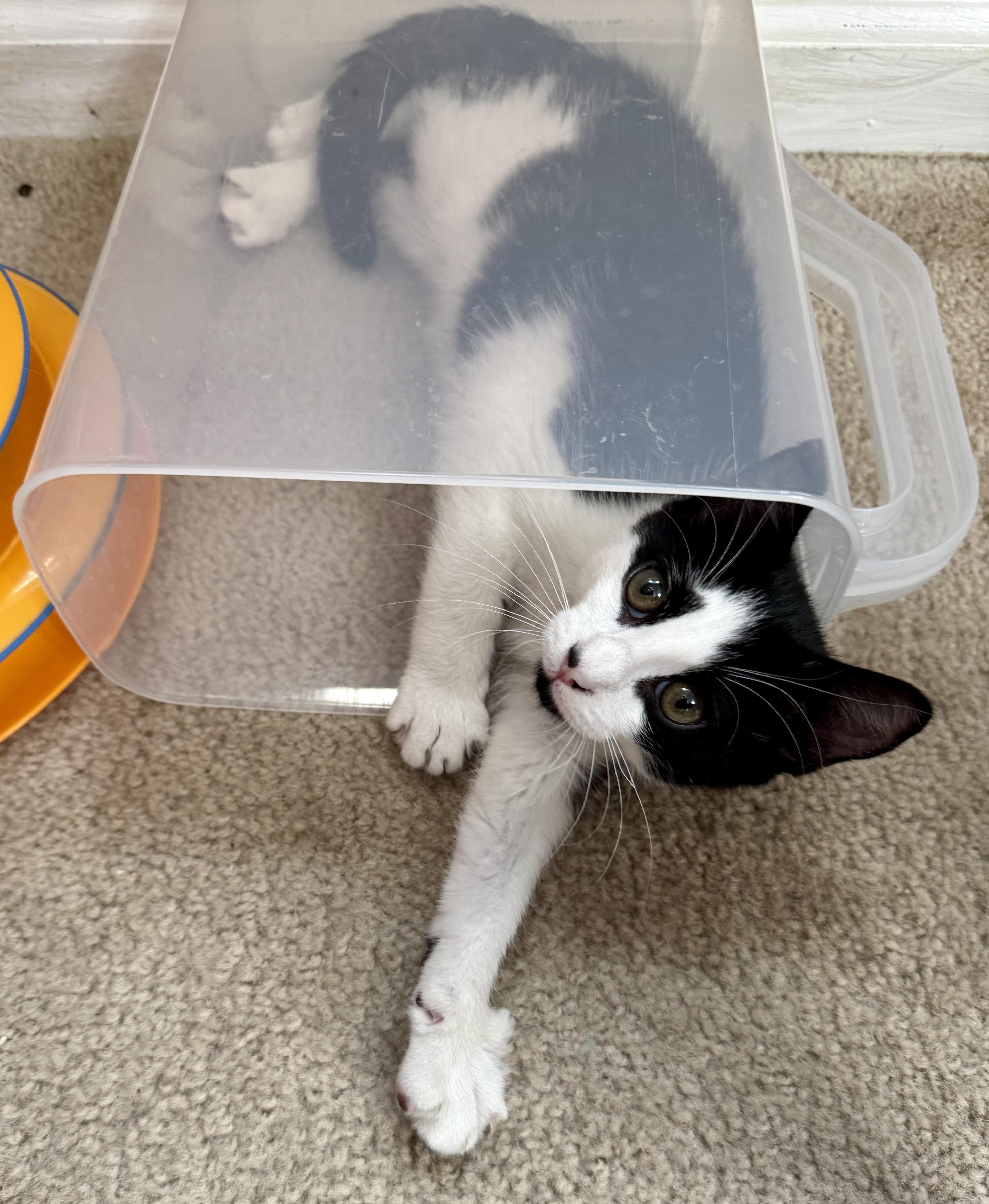 Lenny =^.^=
