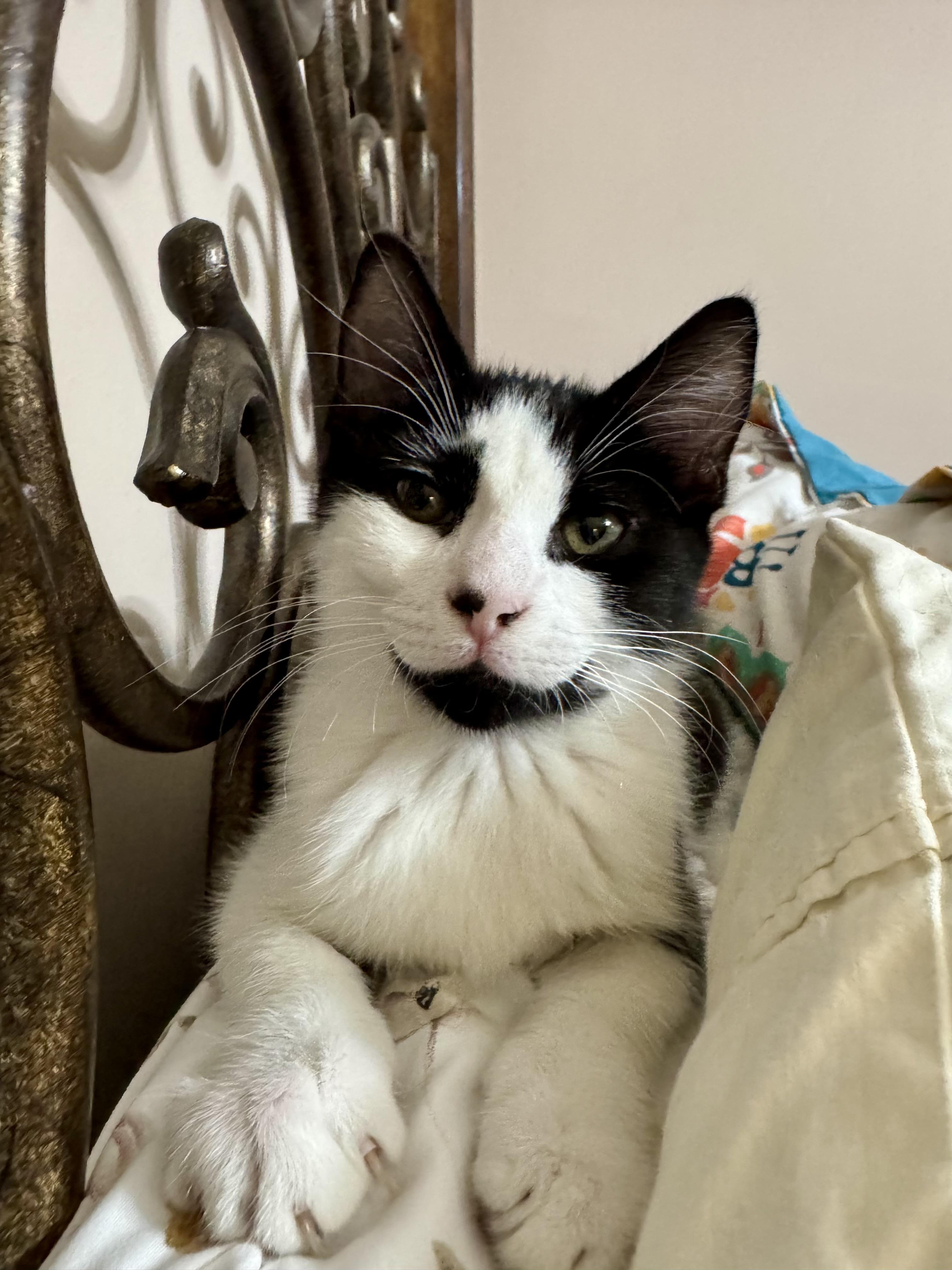 Lenny =^.^=, Baby Male Domestic Short Hair