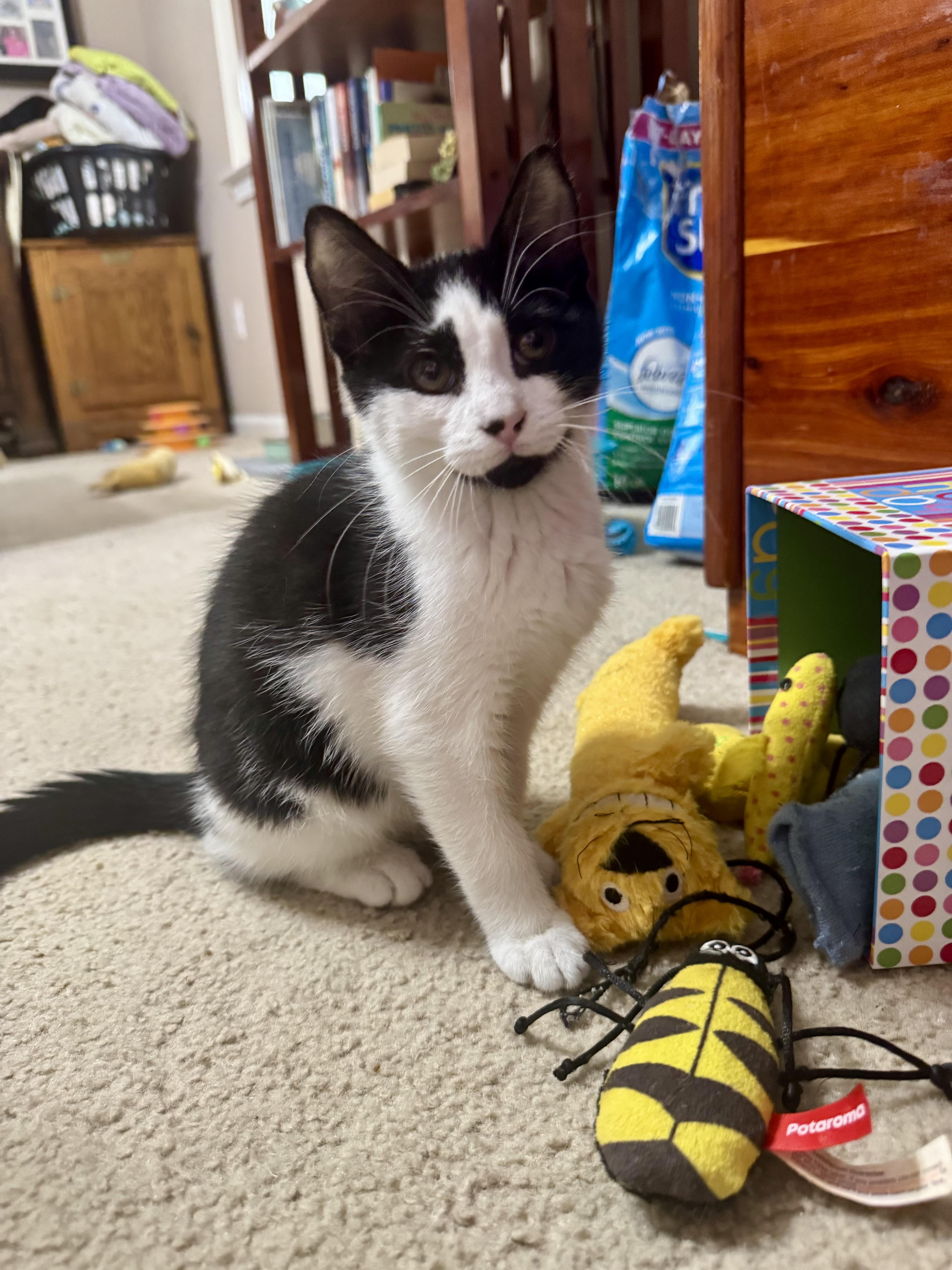Lenny =^.^= photo 4