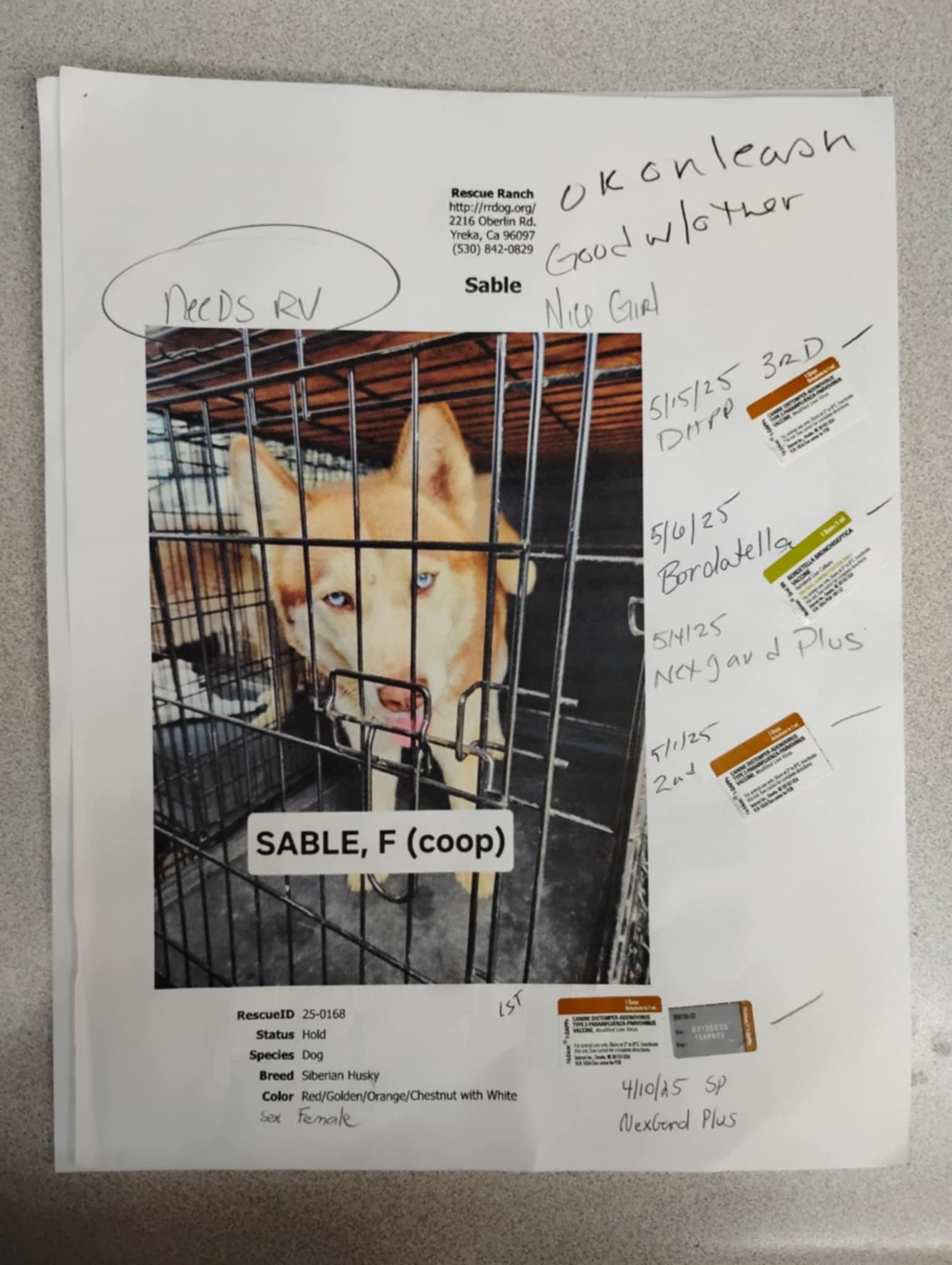 Sable, an adoptable Siberian Husky in Missoula, MT, 59803 | Photo Image 3