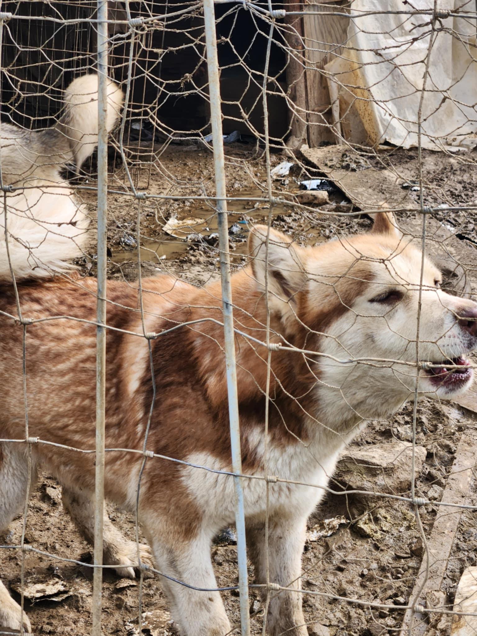 Sable, an adoptable Siberian Husky in Missoula, MT, 59803 | Photo Image 4