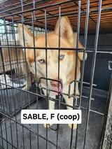 Sable, an adoptable Siberian Husky in Missoula, MT, 59803 | Photo Image 1